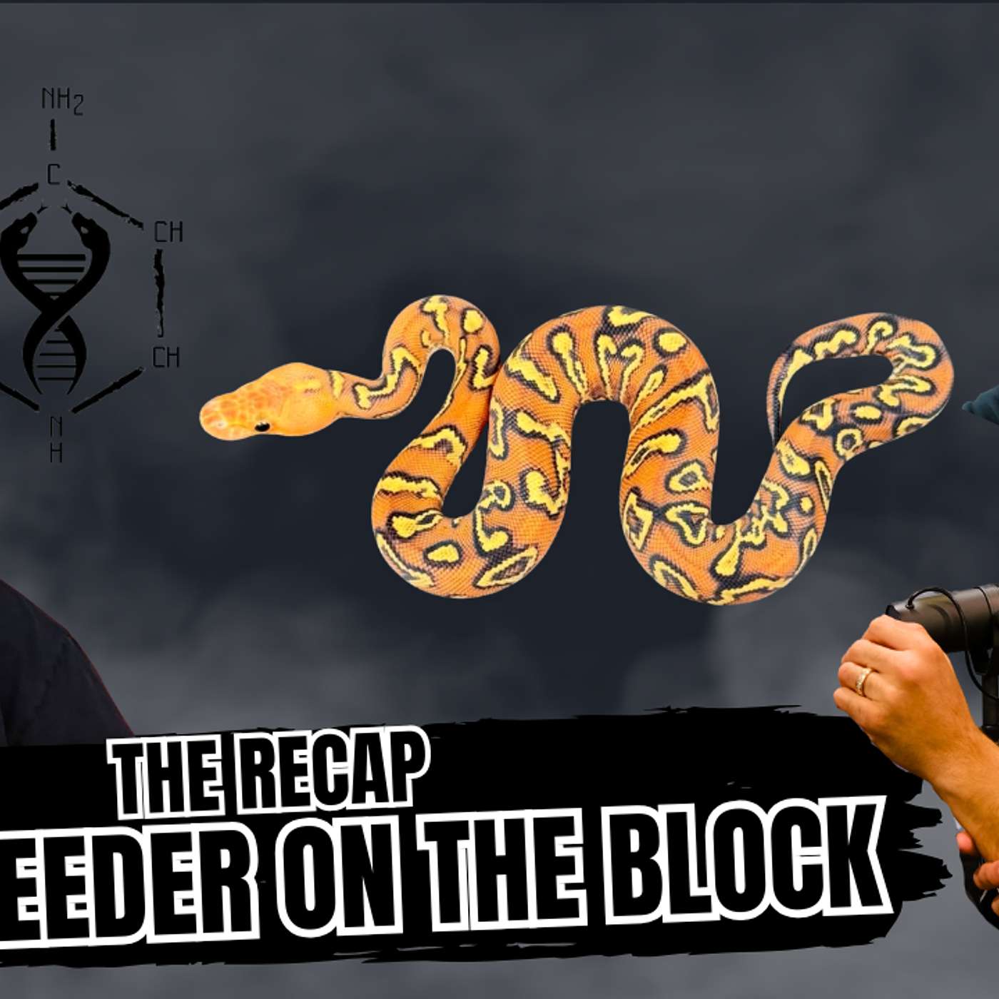 How Bright Is The Future For All New Ball Python Breeders? | The Recap New Breeder On The Block