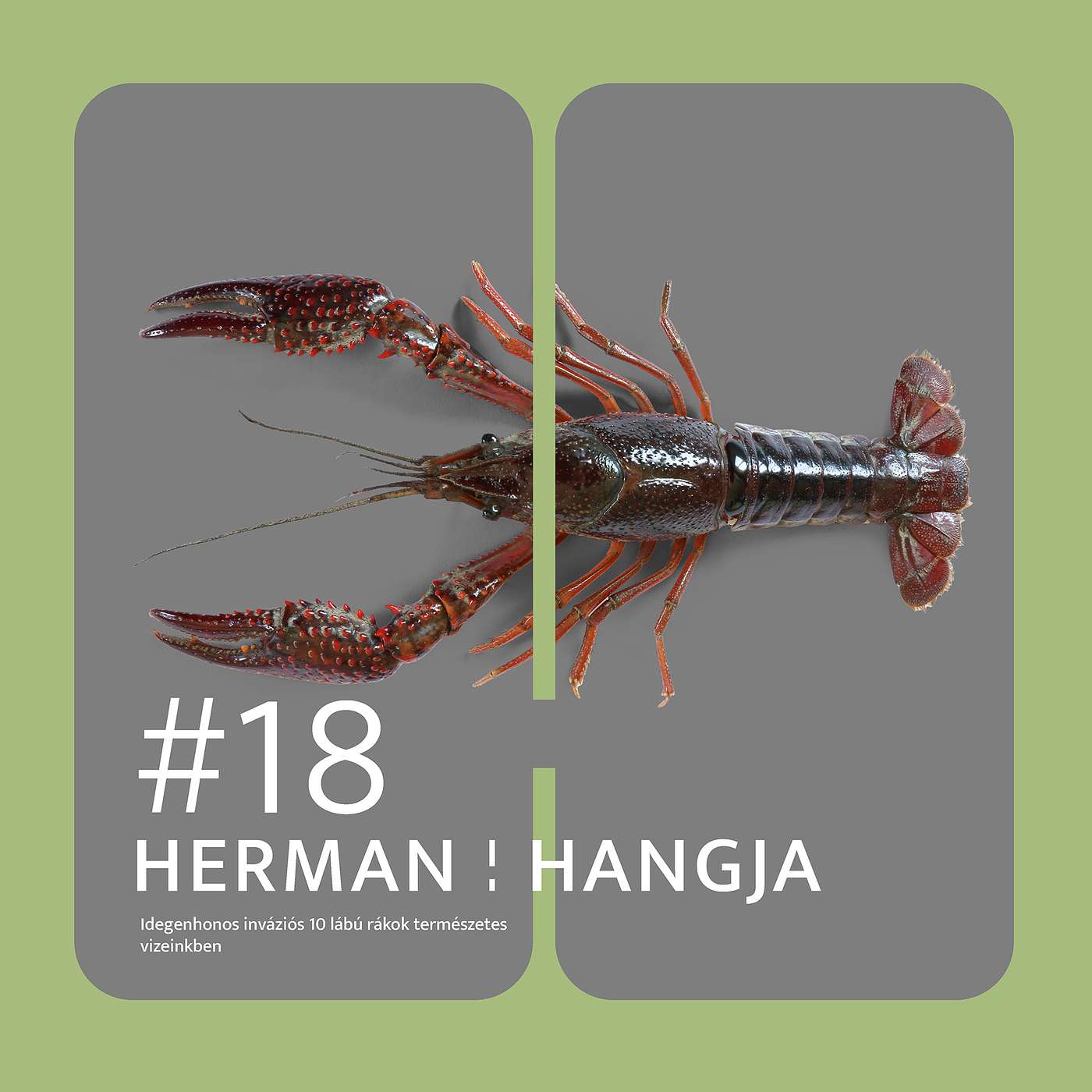 Herman hangja