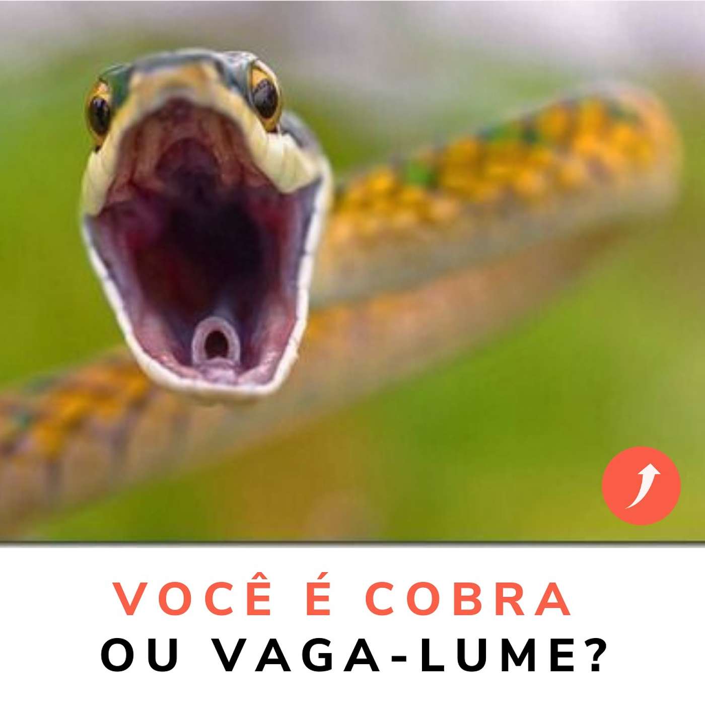 A cobra, o vaga-lume e o ninho de intrigas dentro de uma empresa. episode artwork