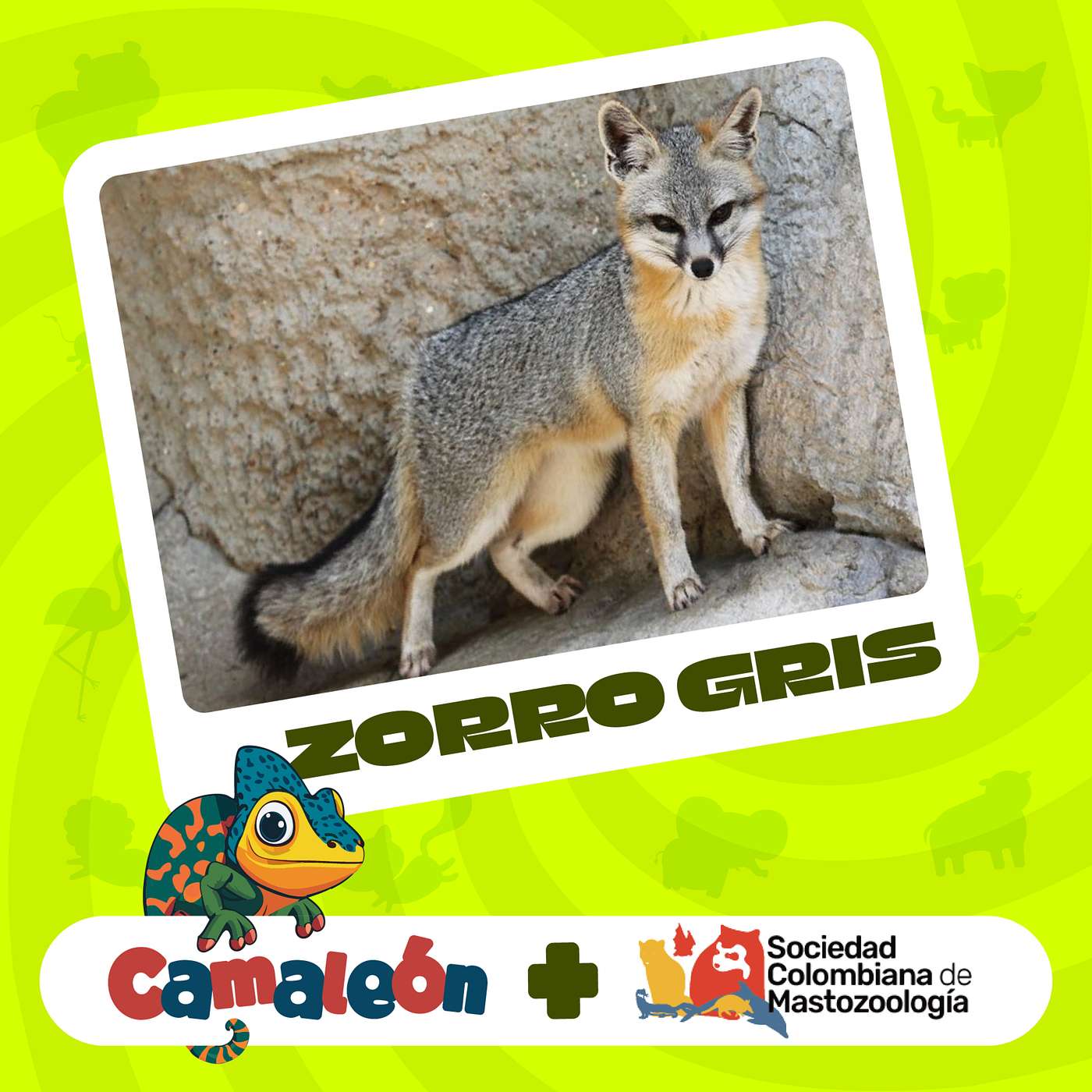 Zorro Gris: Aventura Entre Ramas episode artwork