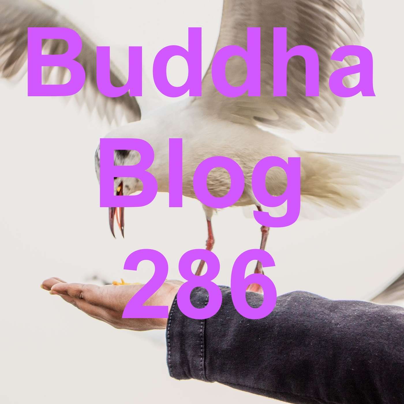 286- Illusion der Trennung - Buddha Blog - Buddhismus im Alltag episode artwork