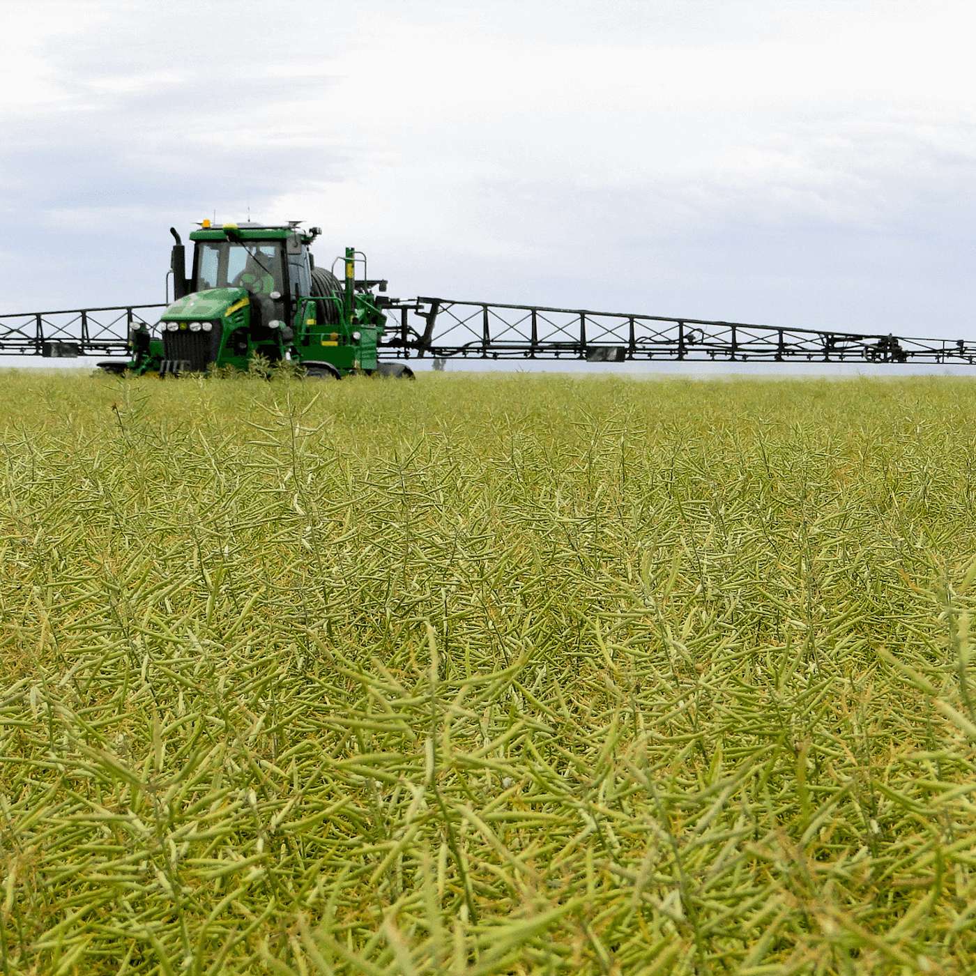 Crop topping tips to stop weed seed set pre-harvest