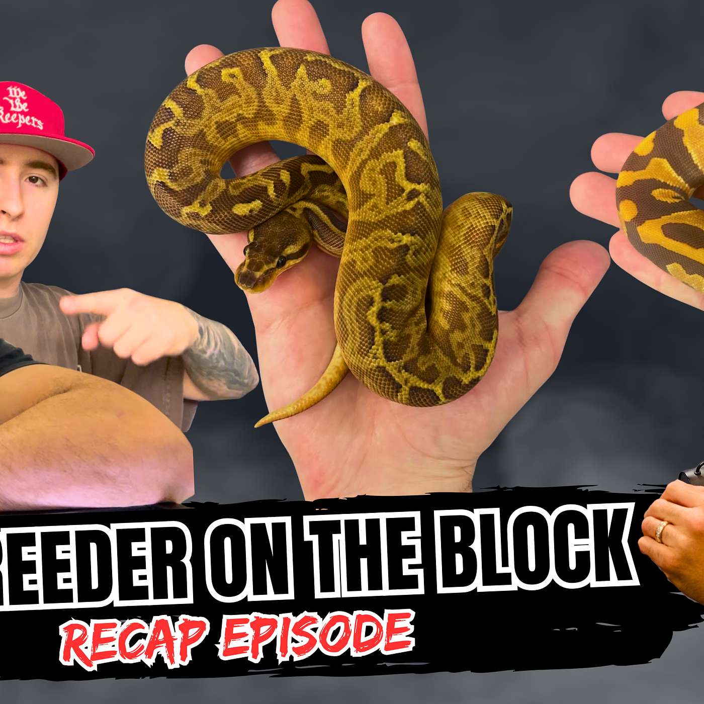 How To Build A Ball Python Foundation For The 2027 Season | NBB Recap Episode episode artwork