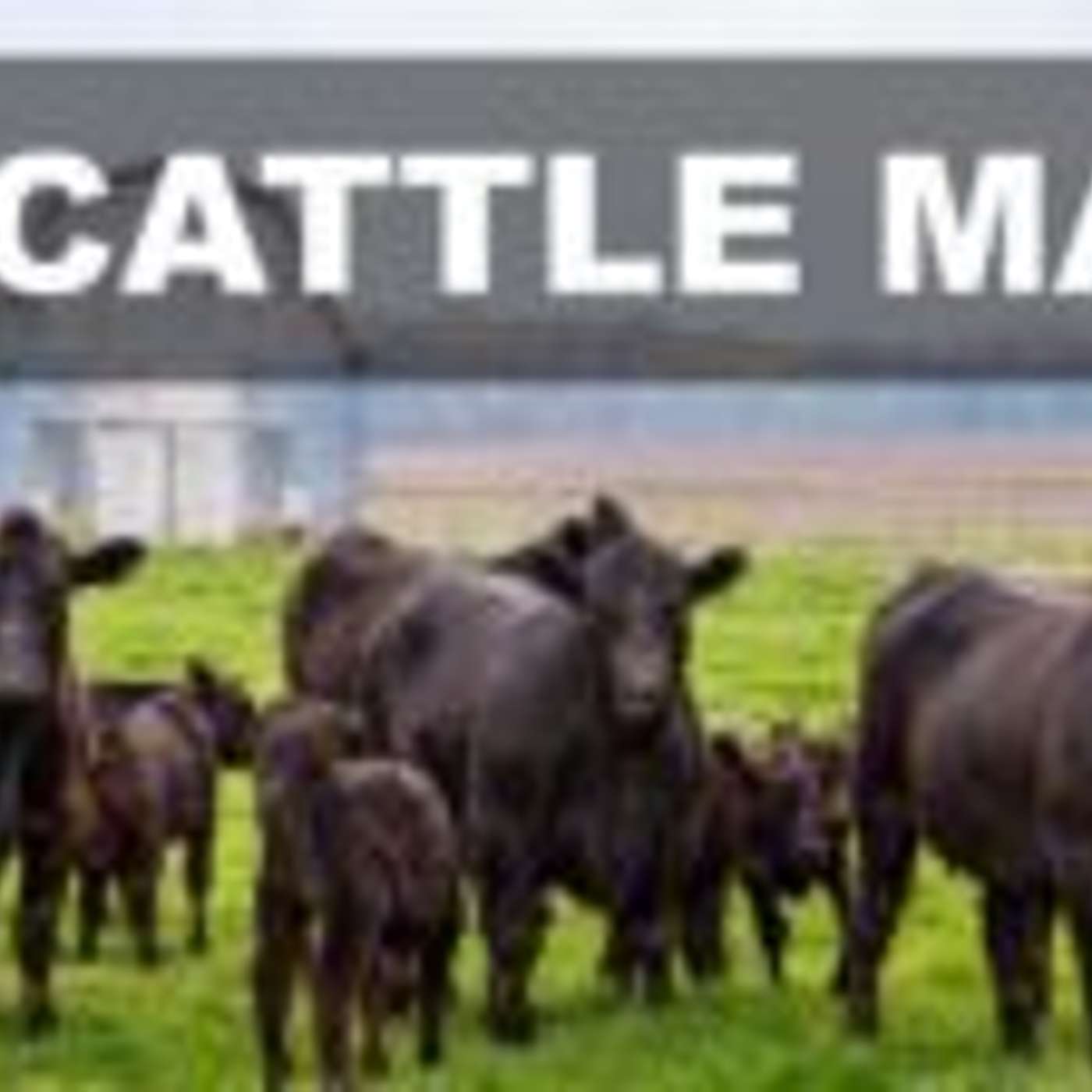 In the Cattle Markets: Reflecting on the Bigger Picture