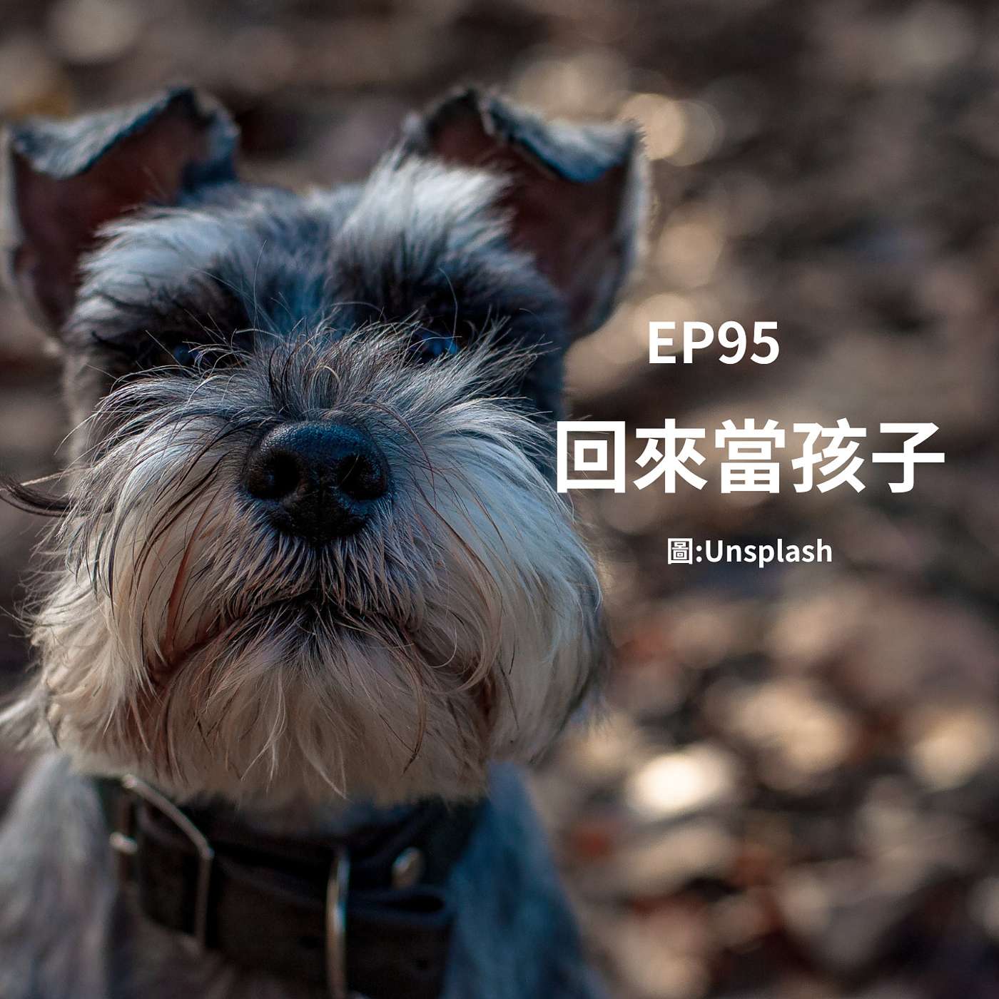 EP95 願意再回來當我的小孩嗎？雪納瑞：小孩是毛孩的意思嗎？(柚子貍&安妮動物園／從0到1媒體人X斜槓) episode artwork