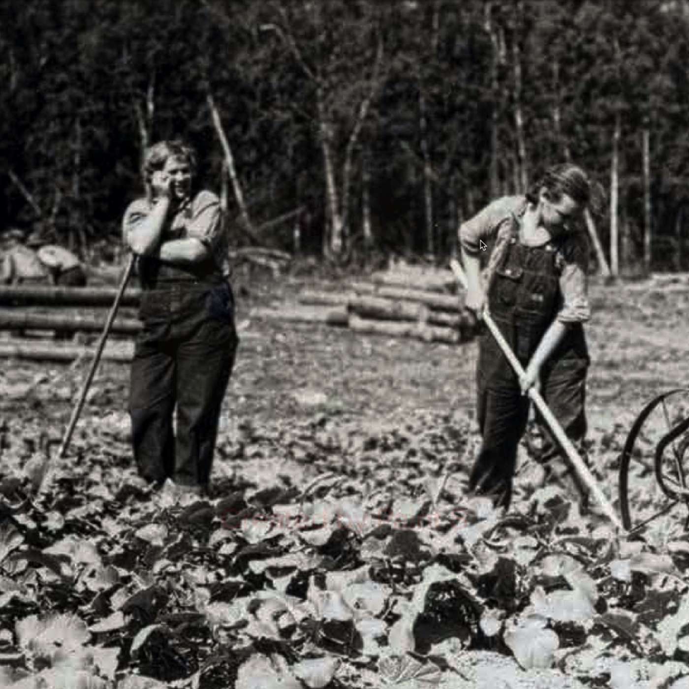 The Struggle Cast: The Matanuska Colony the New Deal Resettlement in Alaska