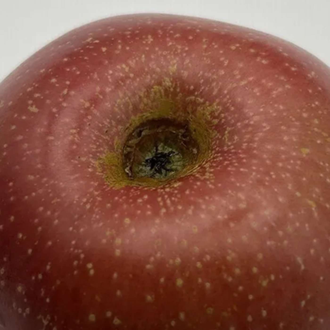 Season 6, Episode 19: How Growers Beat Rain, Rot, And Risk For A Strong Apple Year