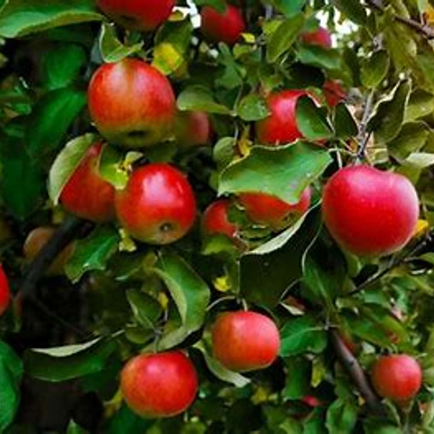 The Fruit of Fellowship with God Part 2