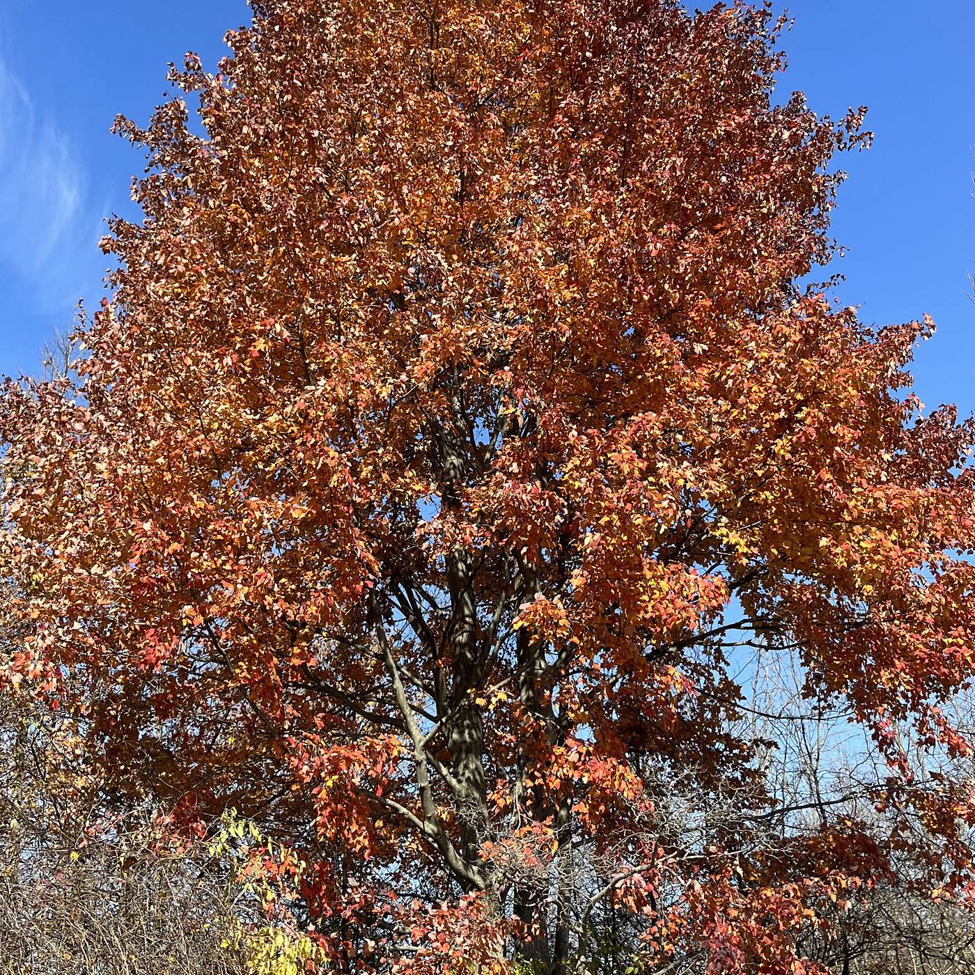 All about trees with Forestry Technician Eric Shepherd All about trees with Forestry Technician Eric Shepherd