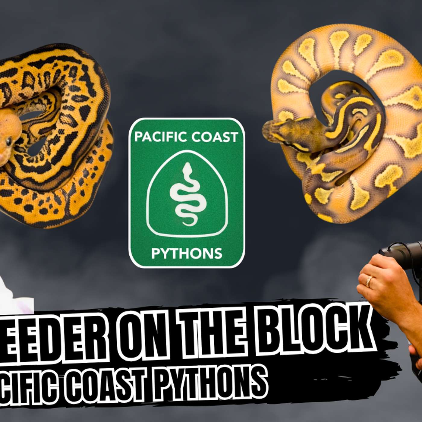 Things To Consider Before Breeding Ball Pythons | New Breeder On The Block Live