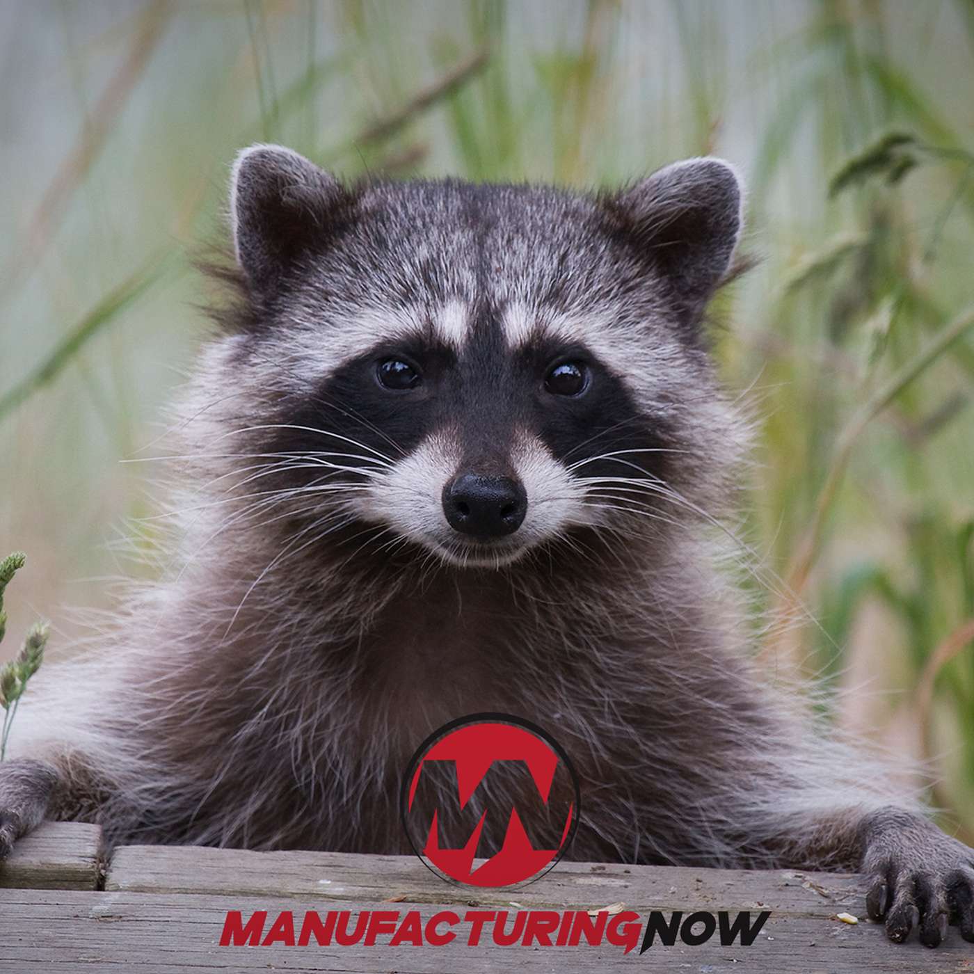 Raccoon Knocks Out Electricity for Thousands in Wisconsin