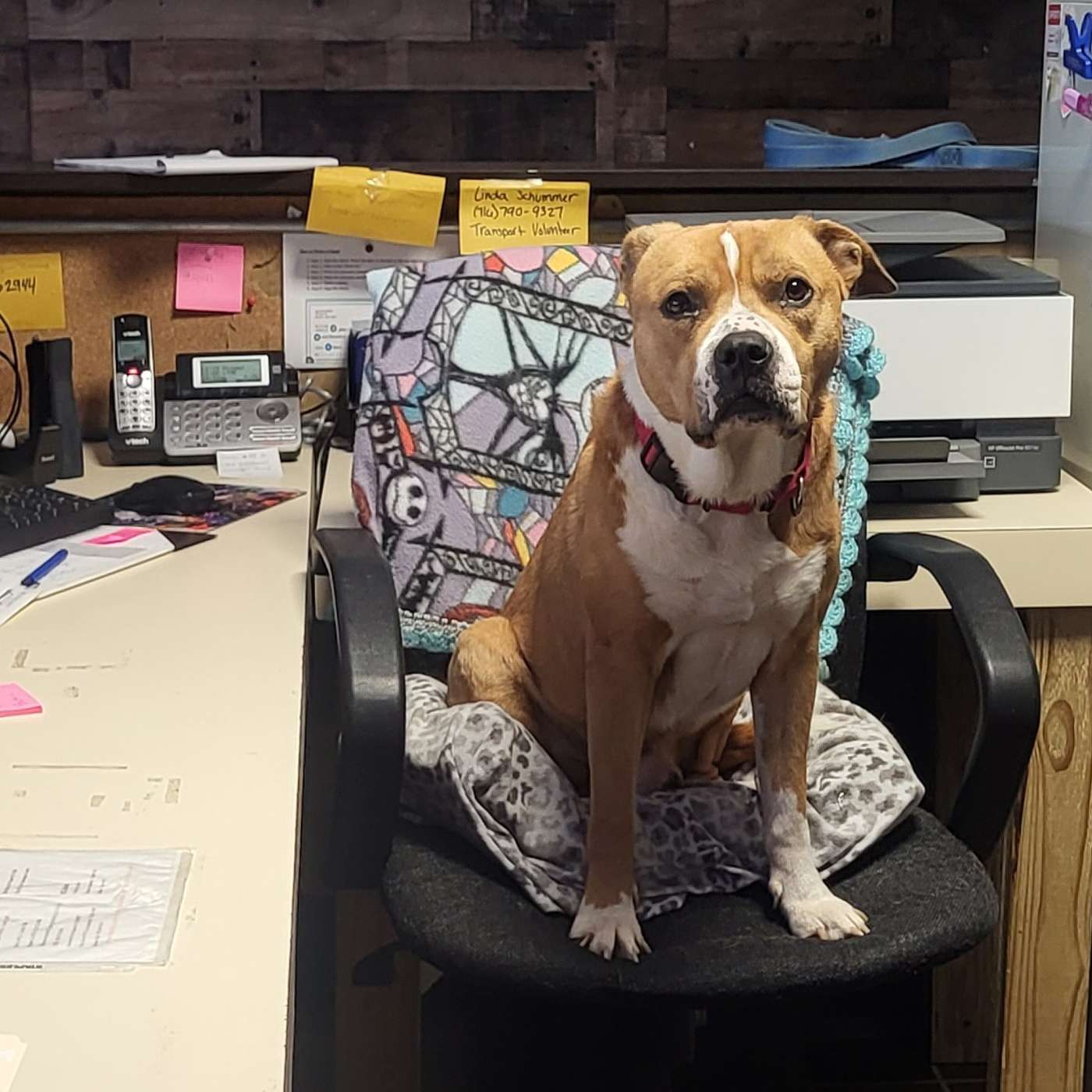 Let's meet Tormund. He's looking for his Hospice Home. Could it be with you?