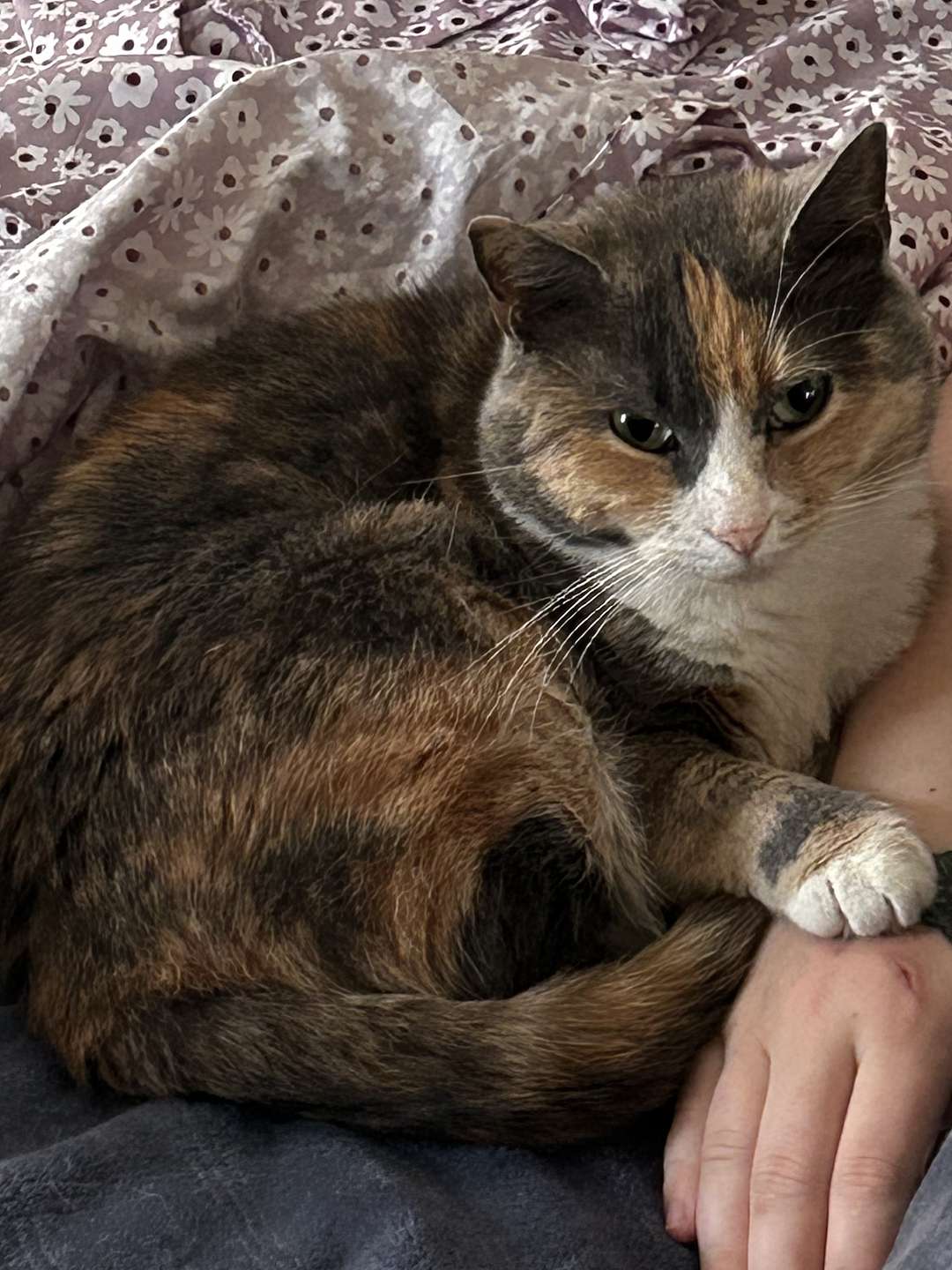 Dani