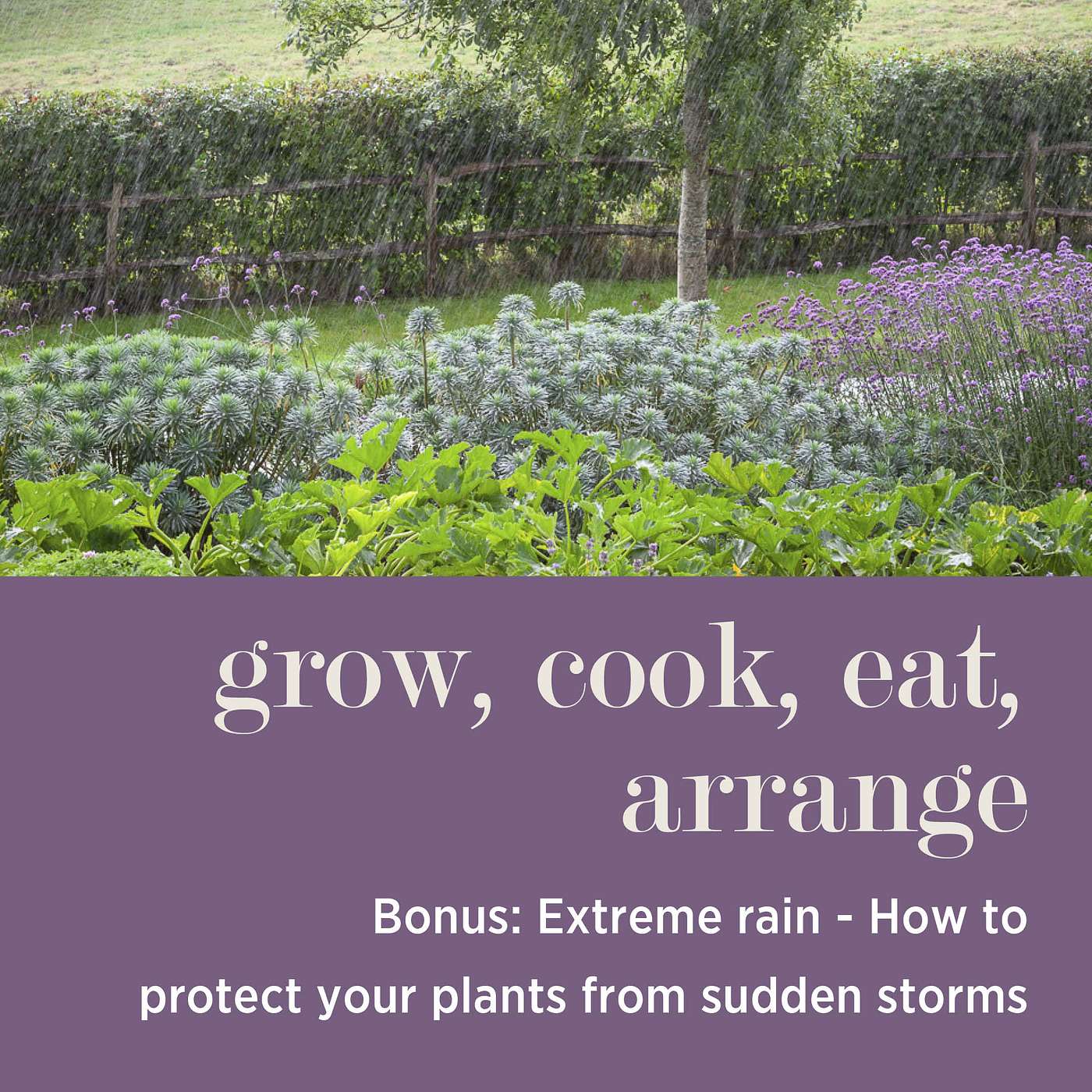 cover of episode Extreme Rain: How to Protect Your Plants from Sudden Storms #BONUS