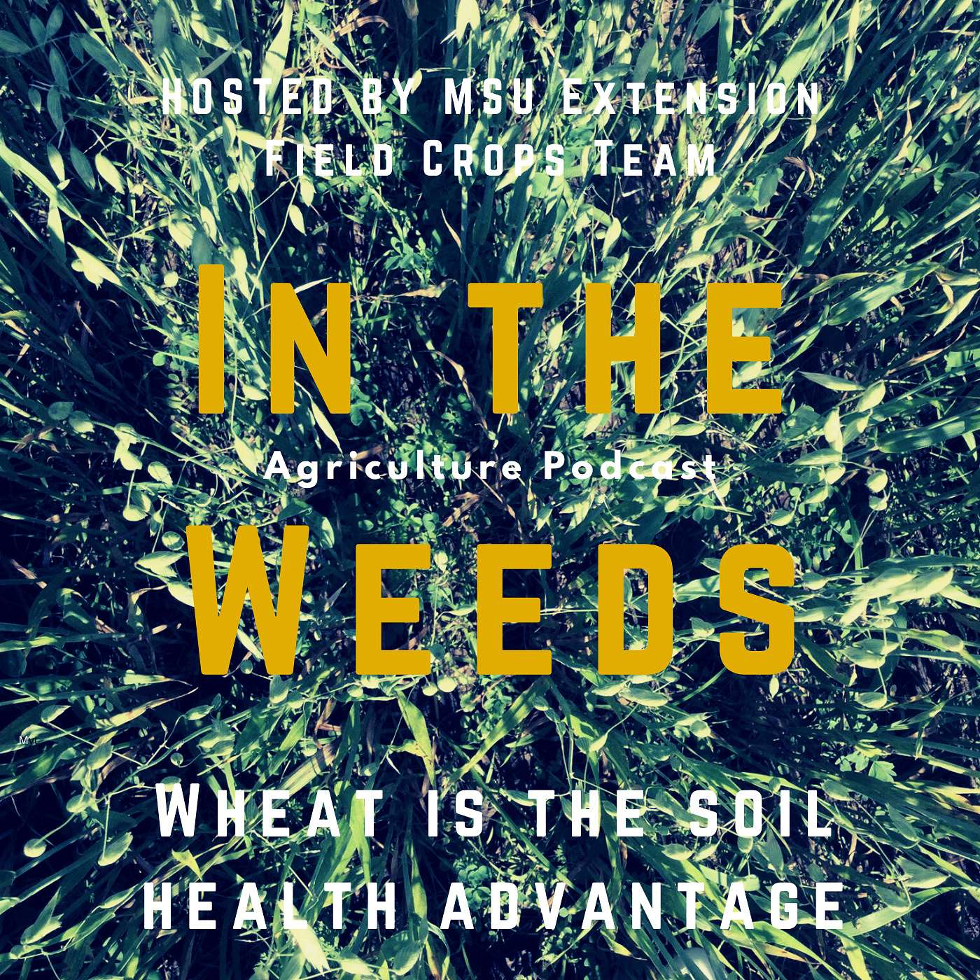 In the Weeds: Wheat is the Soil Health Advantage episode artwork