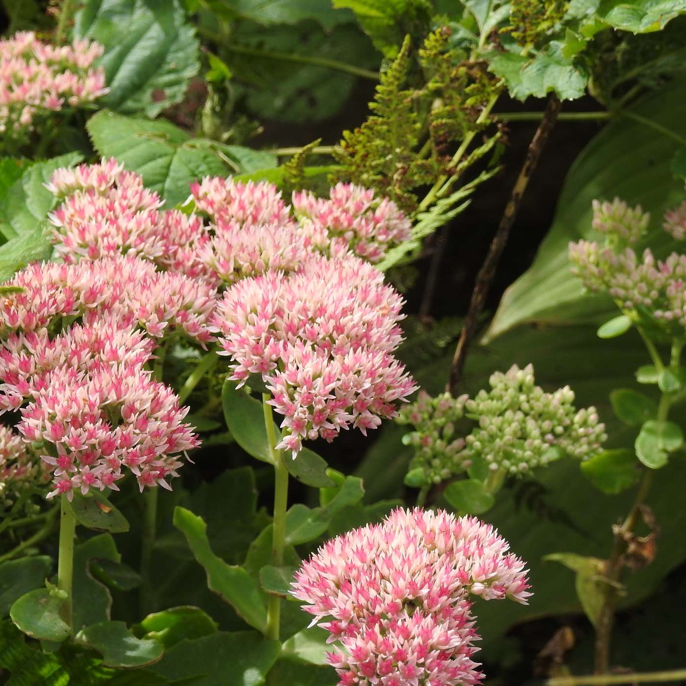 FALL GARDENS
