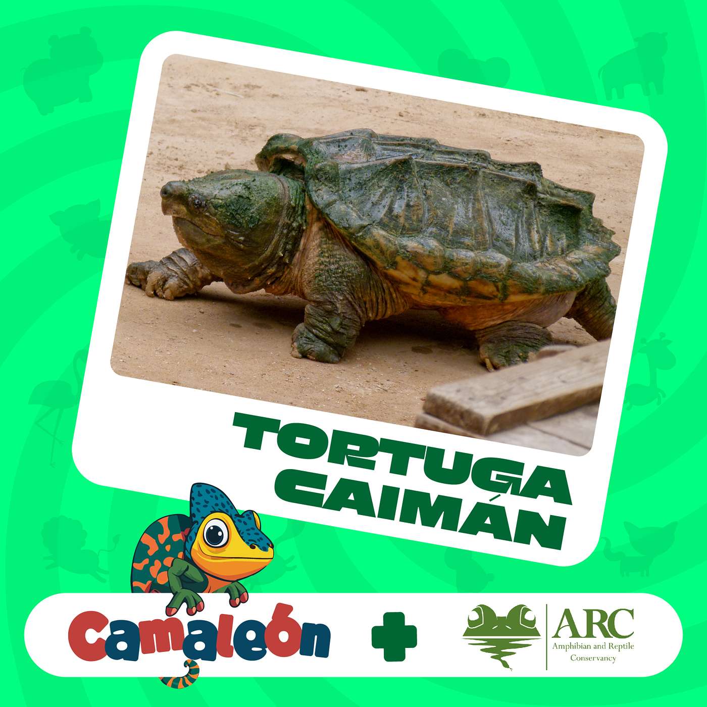 Tortuga Caimán: El Gigante Prehistórico del Río episode artwork