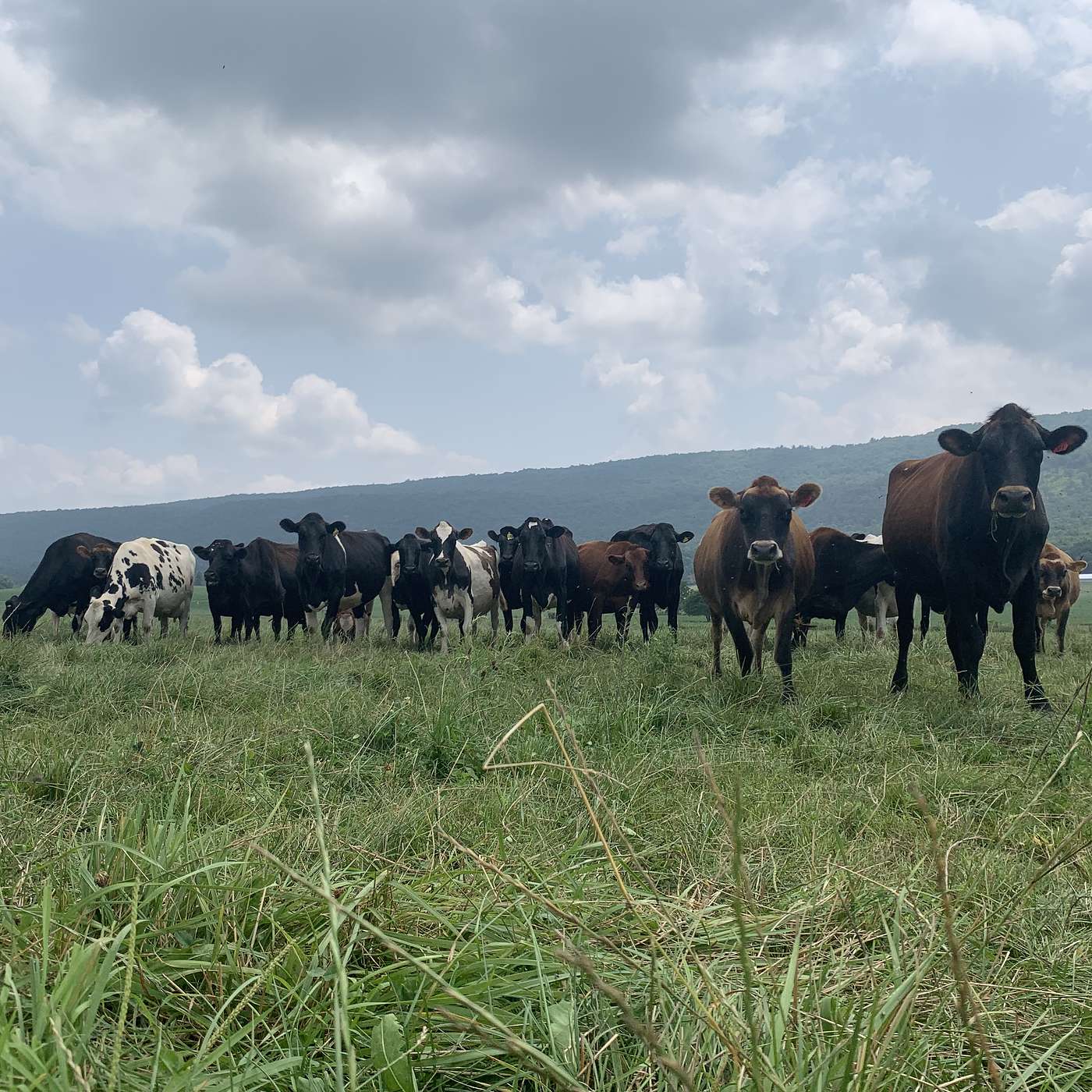 Episode 6.3: Intensive Grazing Management on a 100% Grass-Fed, Organic Dairy Farm (Ft. Alvin Peachey) episode artwork
