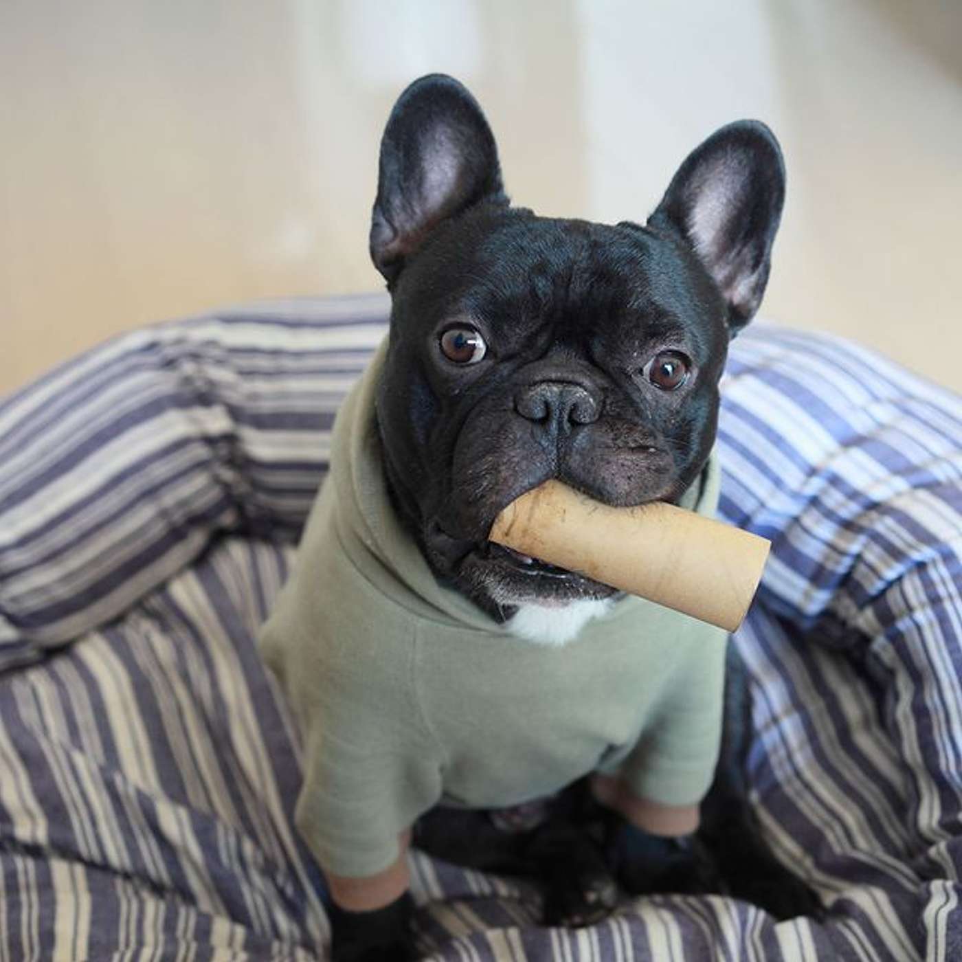 Can a toilet paper roll help your dog’s separation anxiety? | Episode 11 episode artwork