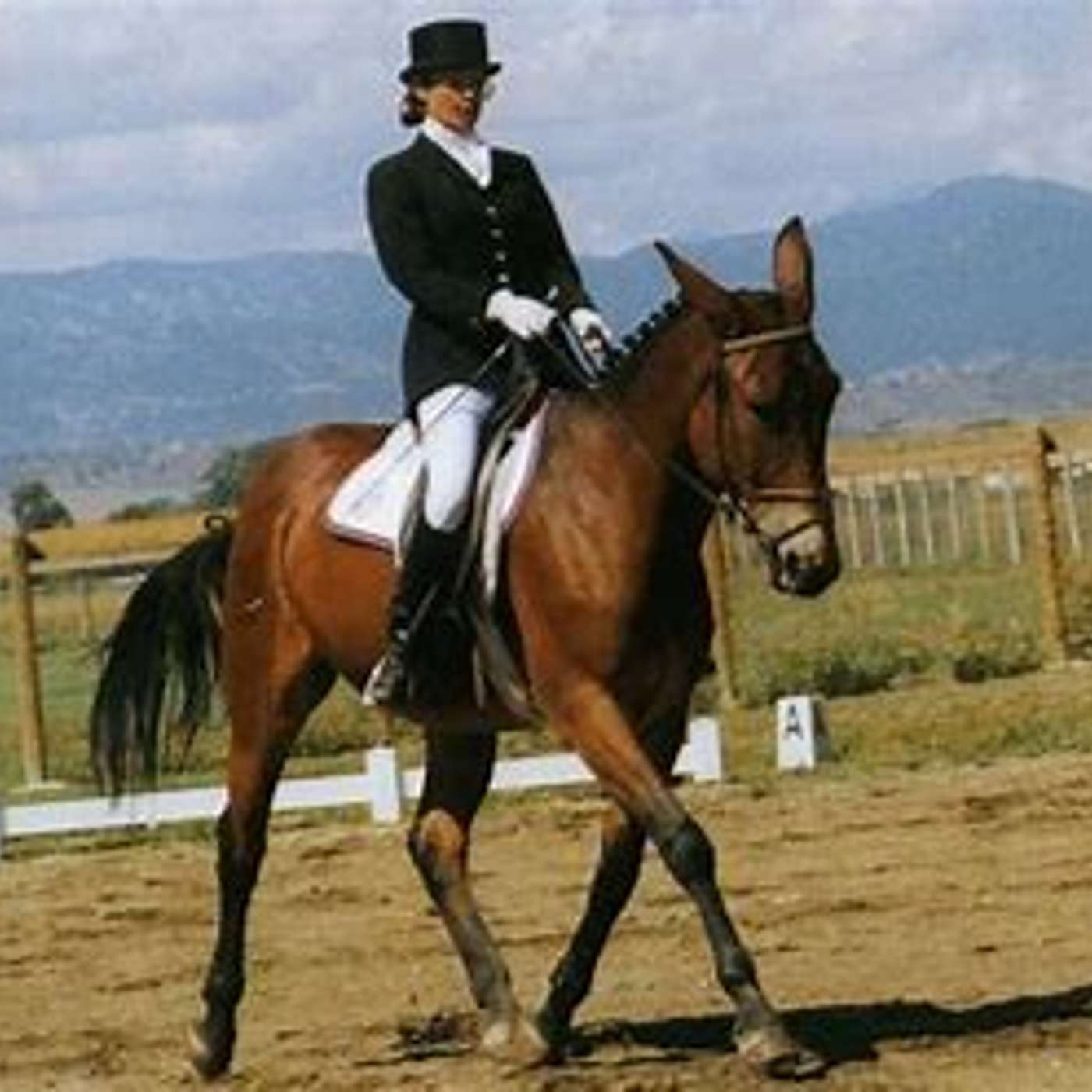 MULE TALK! THE PODCAST ABOUT MULES, MULE TRAINING, AND THE MULE INDUSTRY.