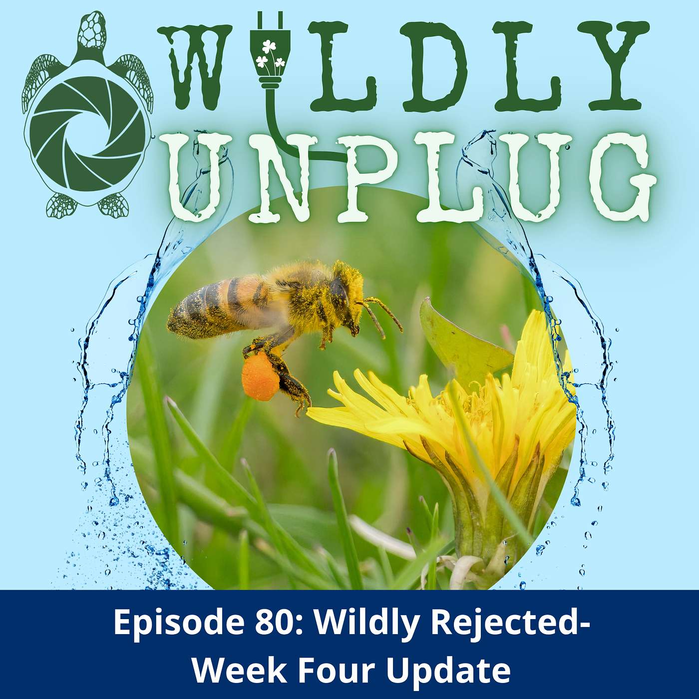 Wildly Rejected- Week Four Update