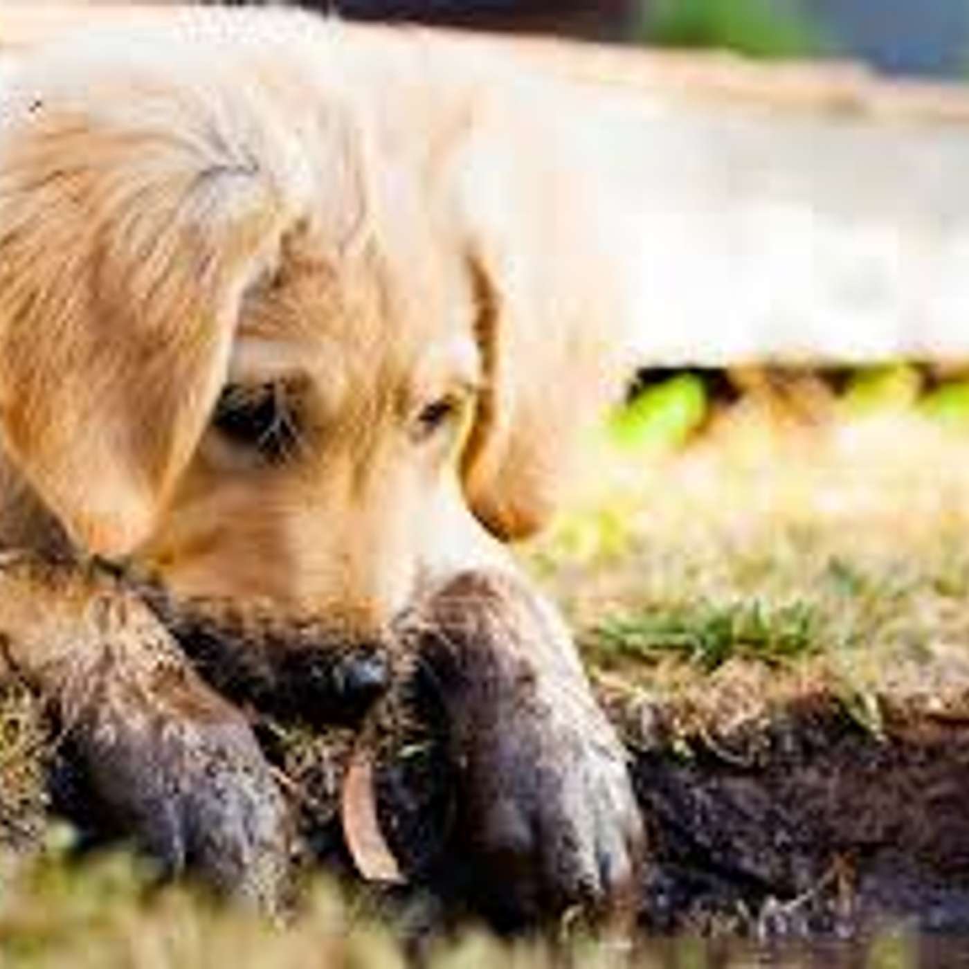 Amici per il pelo, il mondo degli animali visto e raccontato da una veterinaria