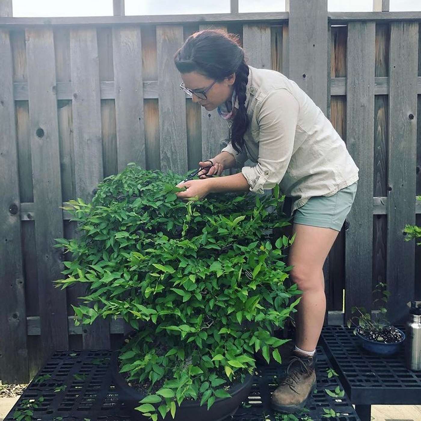 Bonsai Wire
