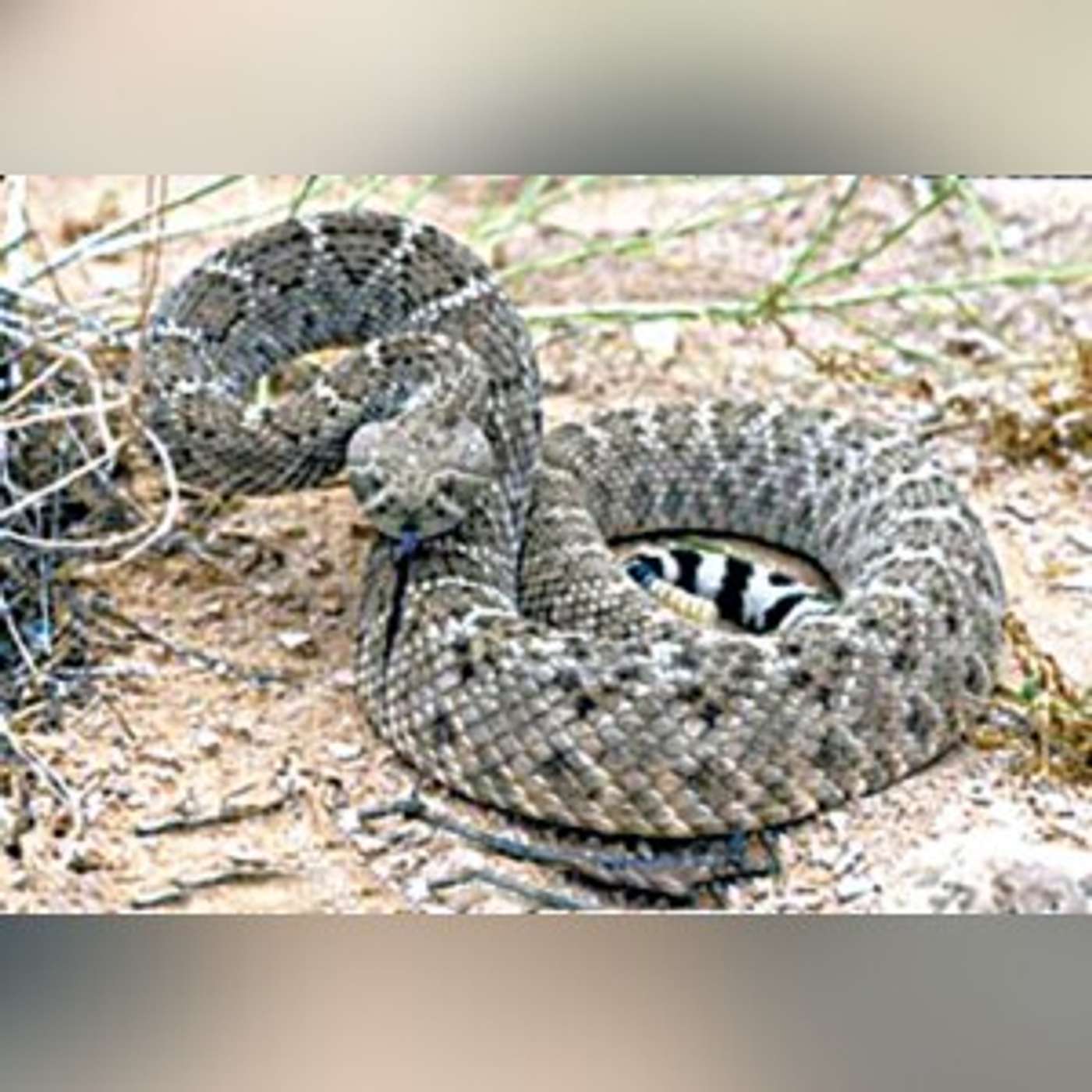 Rattlesnake season is here! episode artwork