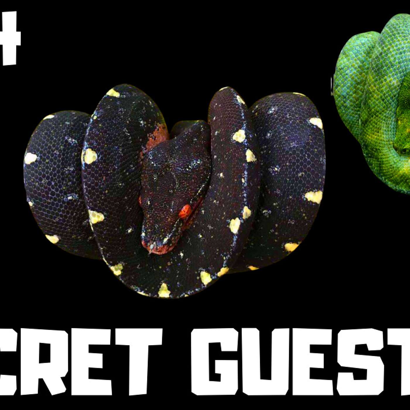 #104 BILL STEGALL & PATRICK HOLMES | GREEN TREE PYTHON BREEDERS | TEXAS CHONDRO KEEPER | TRAP TALK WITH MJ