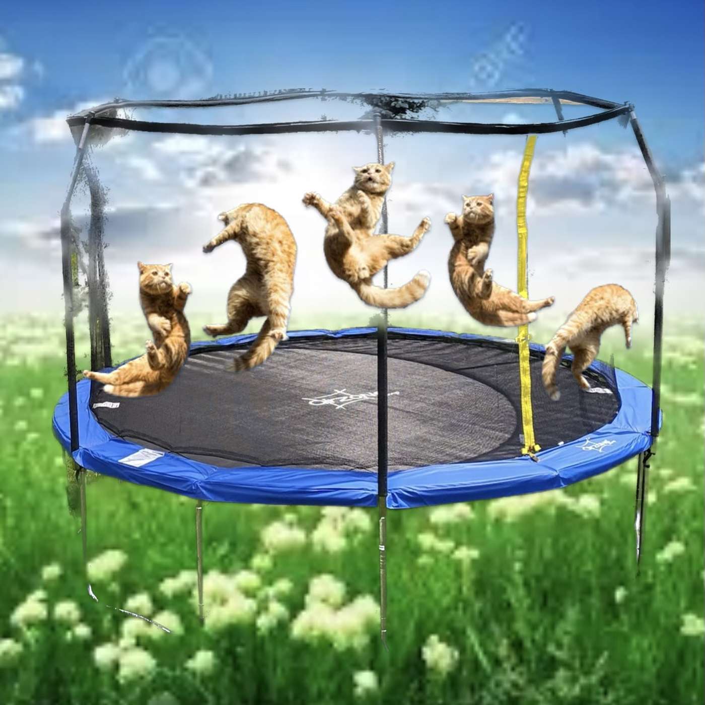 Trampoline friends