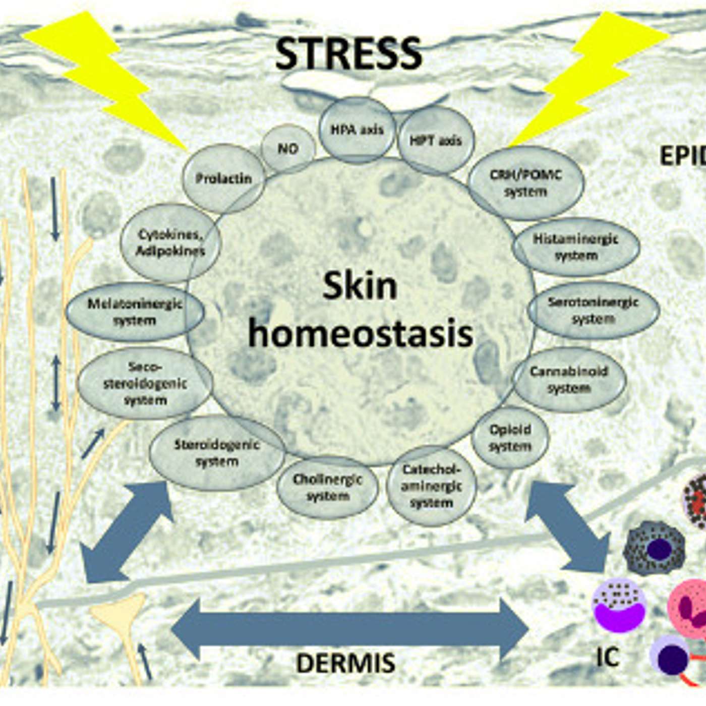 The Health Edge: translating the science of self-care