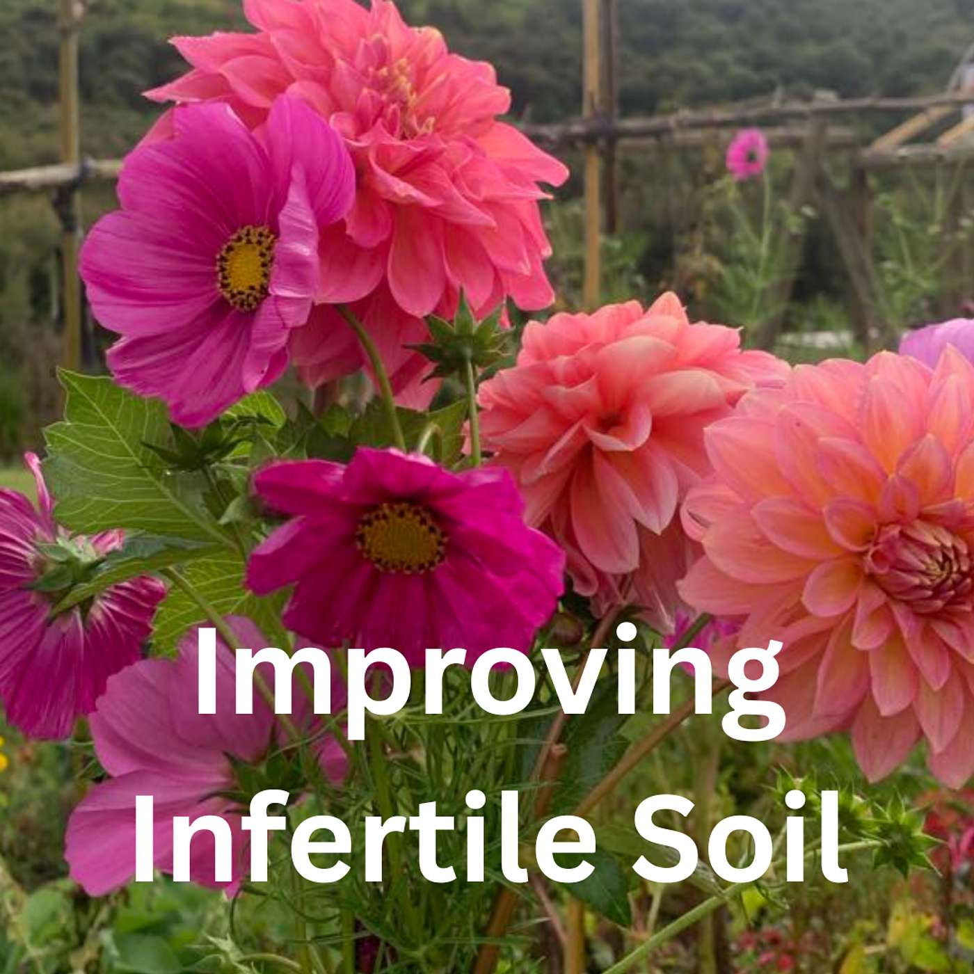 Help! My Garden Isn’t Thriving | Mastering the Garden