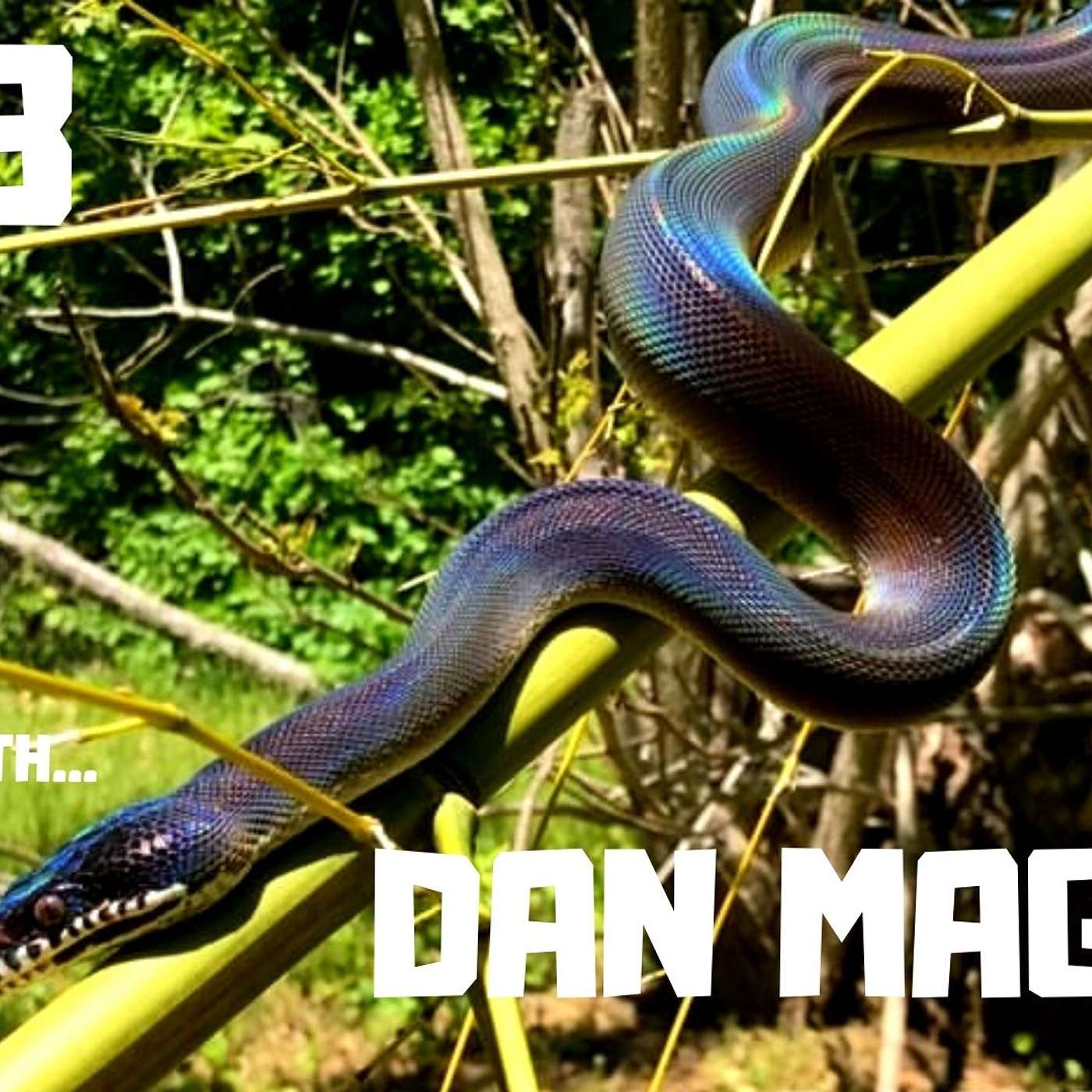 #38 DAN MAGANO | SHORT TAIL PYTHONS | WHITE LIPPED PYTHONS | REPTILE KEEPER | TRAP TALK