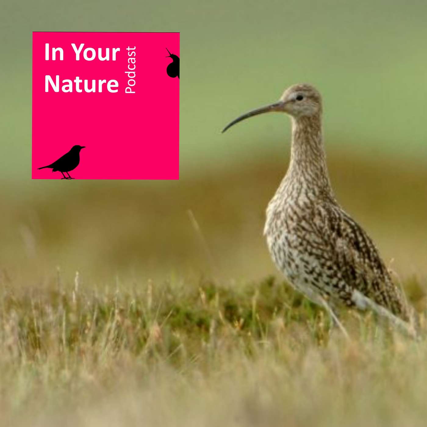 In Your Nature Ep 12 - Curlew Conservation