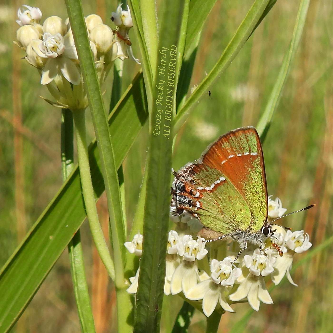 Becky Hardy and the Butterfly Enthusiasts of Northern Arizona