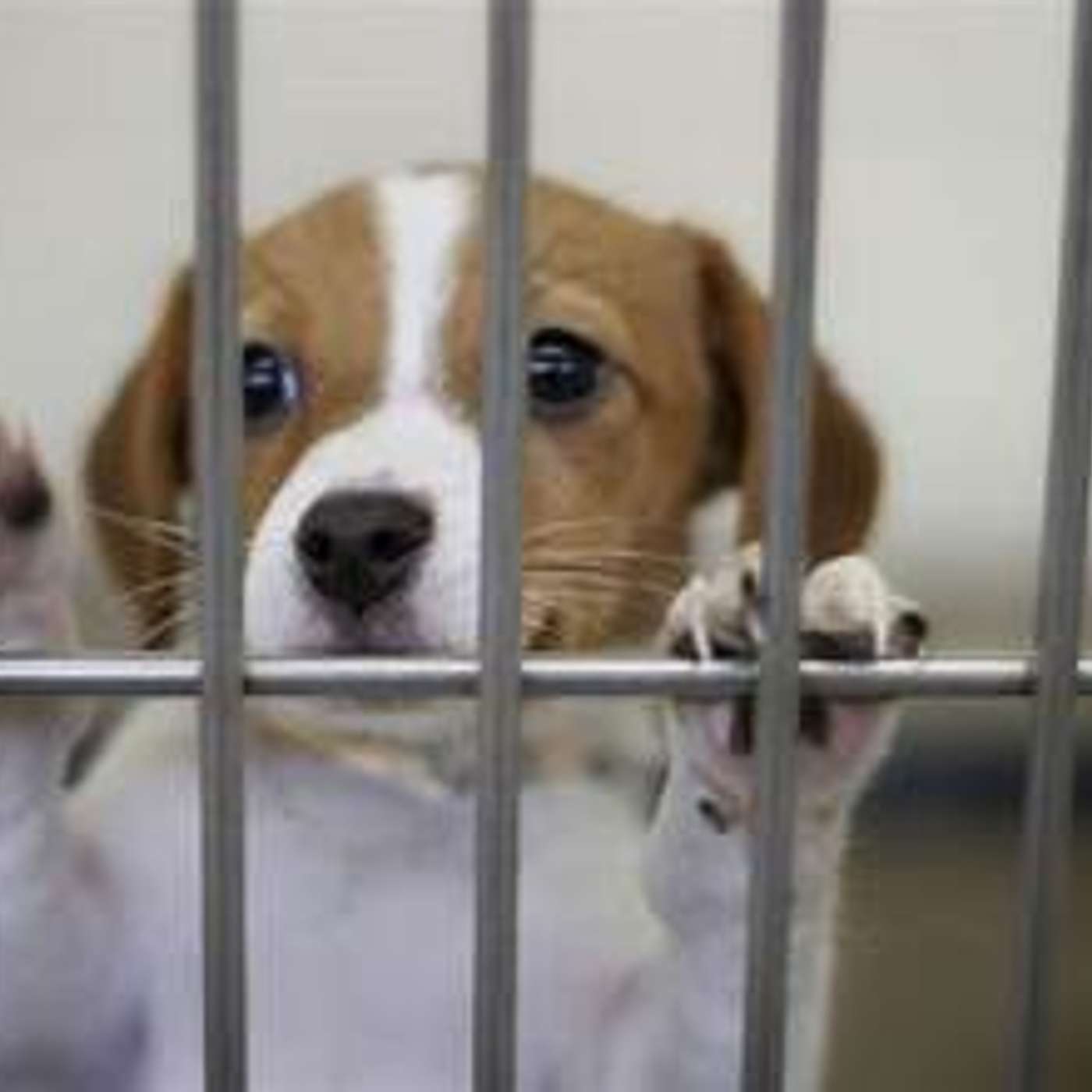 Episode 26. No Room at the Inn! Join our Panel of Subject Matter Experts as we Discuss the Pet Sheltering Crisis