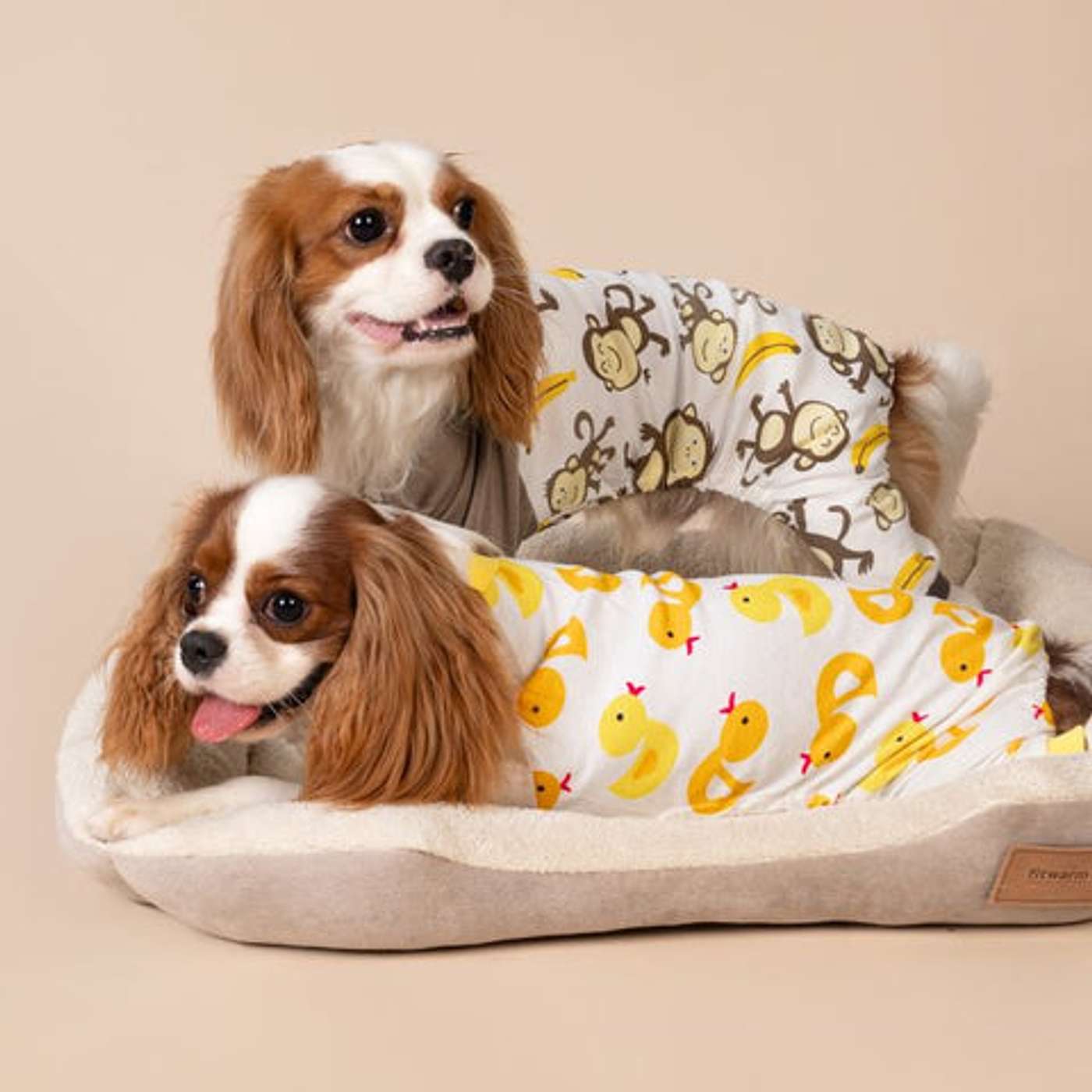 IRRESISTIBLE SMILE OF THE CAVALIER KING CHARLES SPANIEL: WHY THEY ALWAYS LOOK SO HAPPY