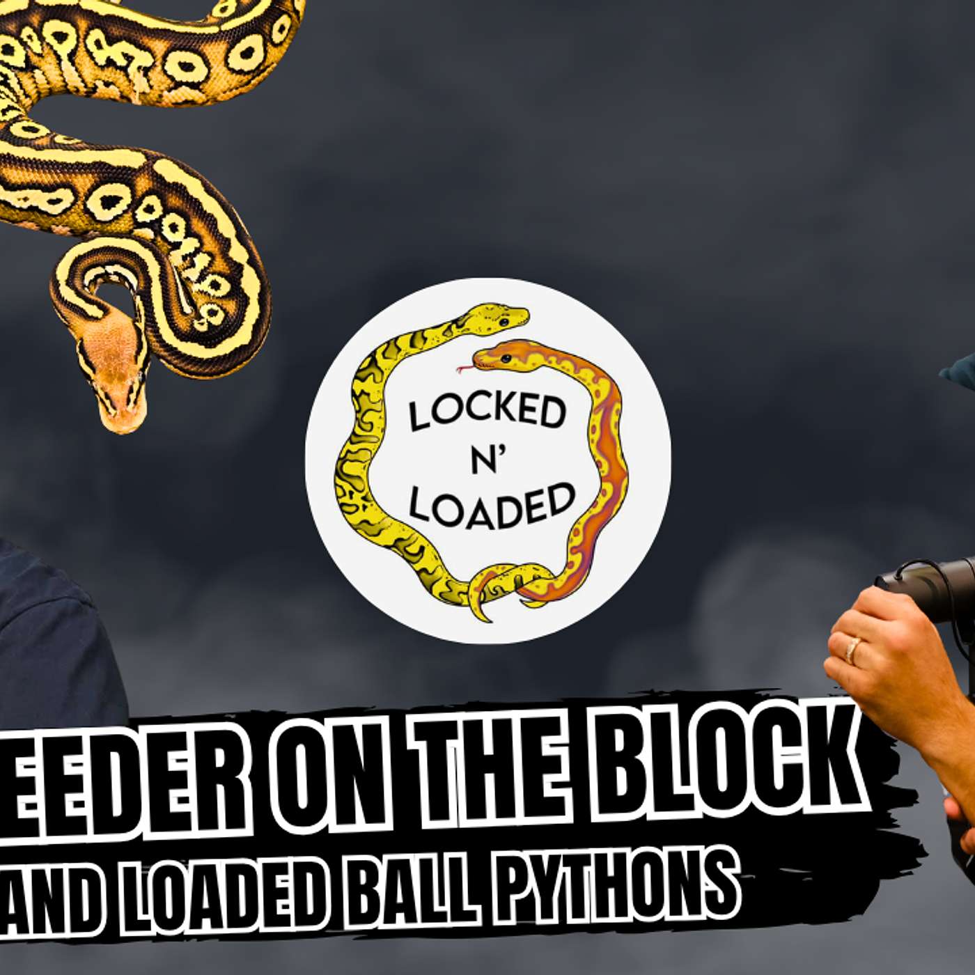 How To Stay Locked In On Your Ball Python Projects | New Breeder On The Block Live