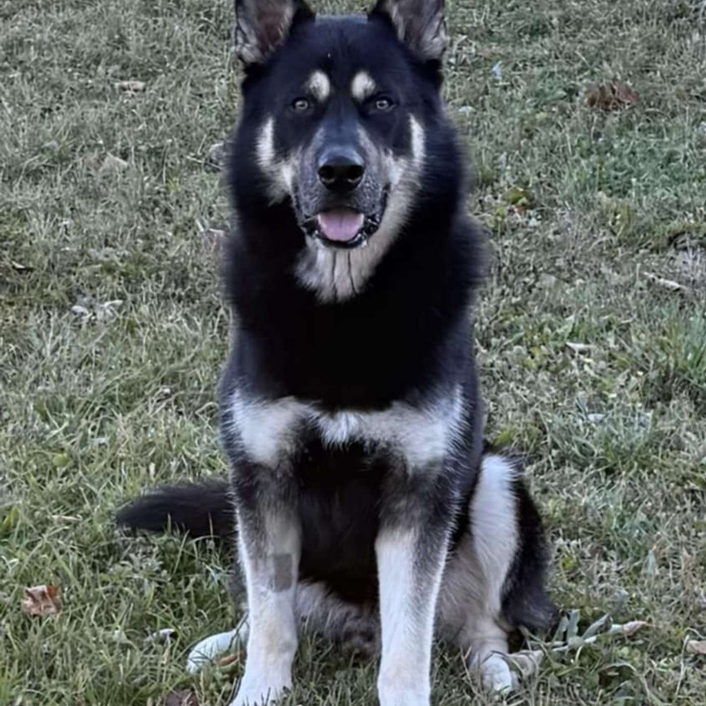 Let's check in with Megan from Celebration of Canine Lives Sanctuary in Cuba!