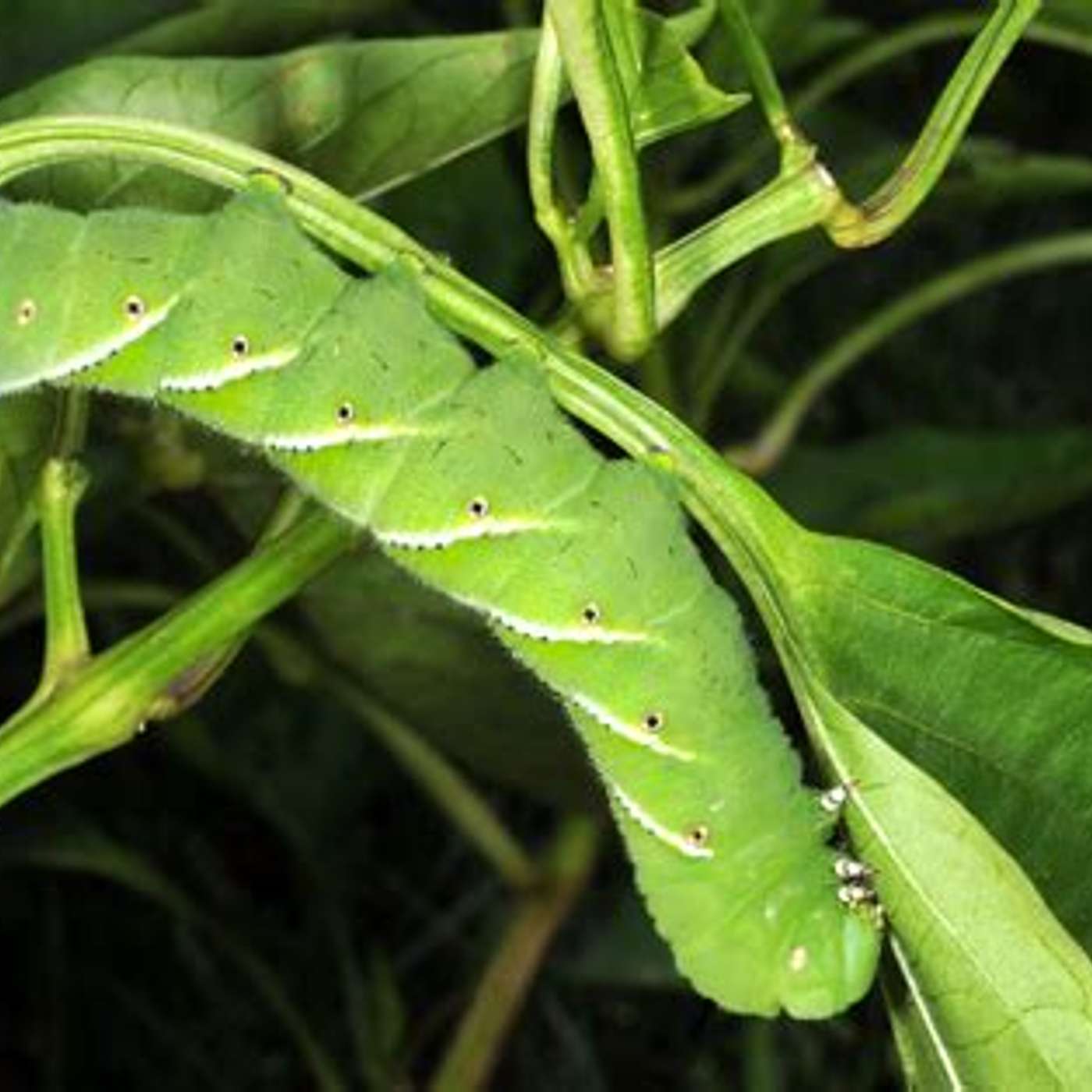 Controlling Pest naturally episode artwork