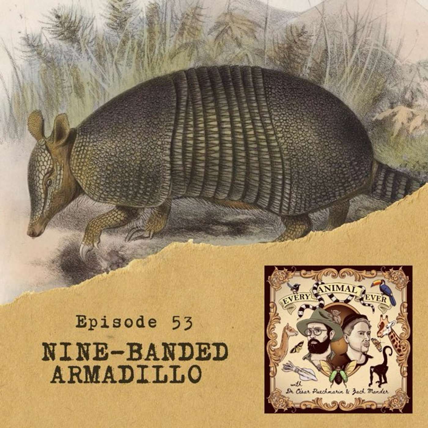 53 - Nine-Banded Armadillo