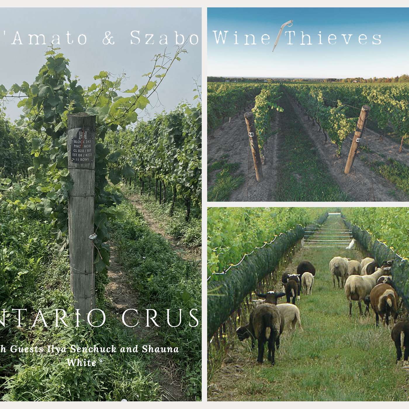 D’Amato & Szabo: Wine Thieves