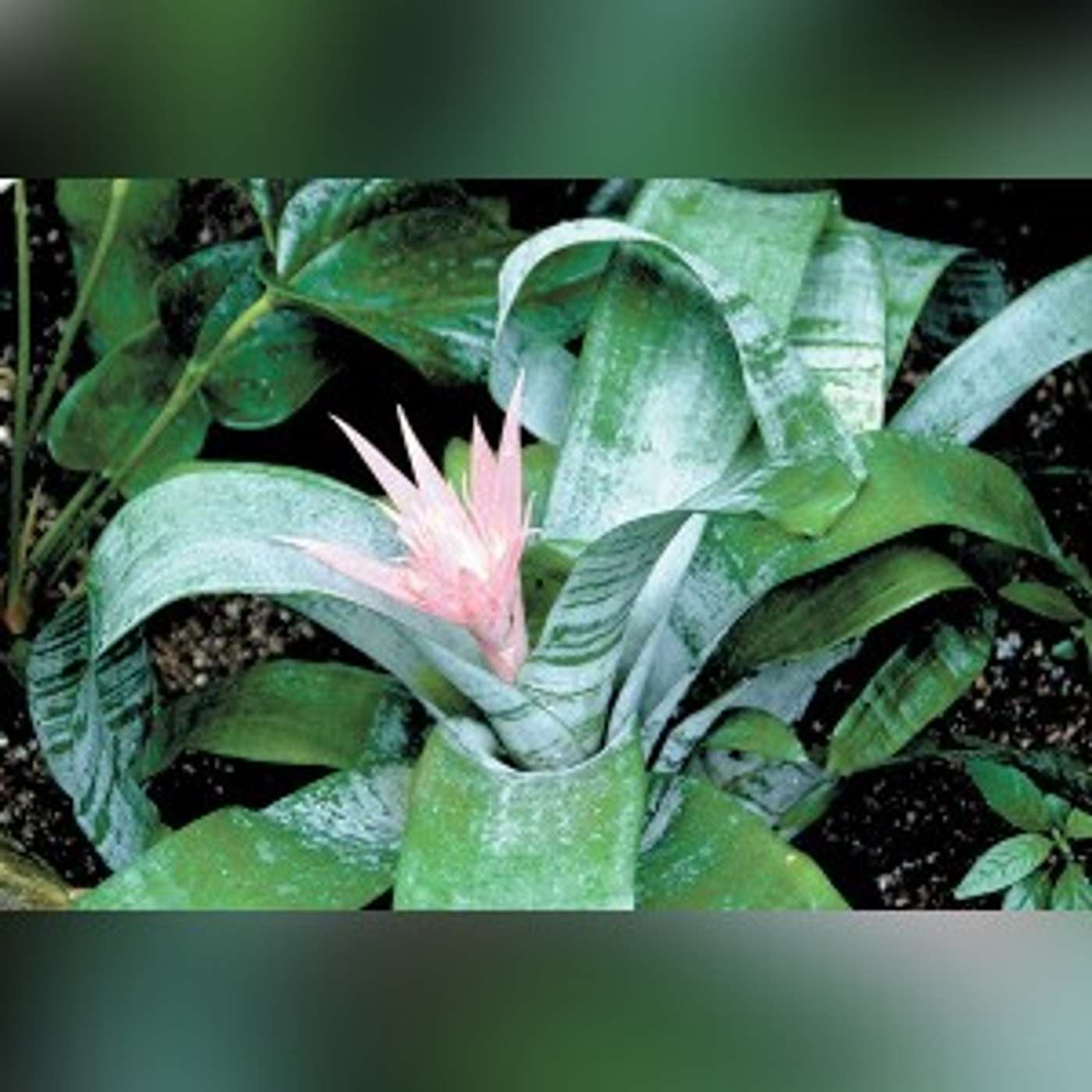 Enjoy easy-care flowering indoor plants Enjoy easy-care flowering indoor plants