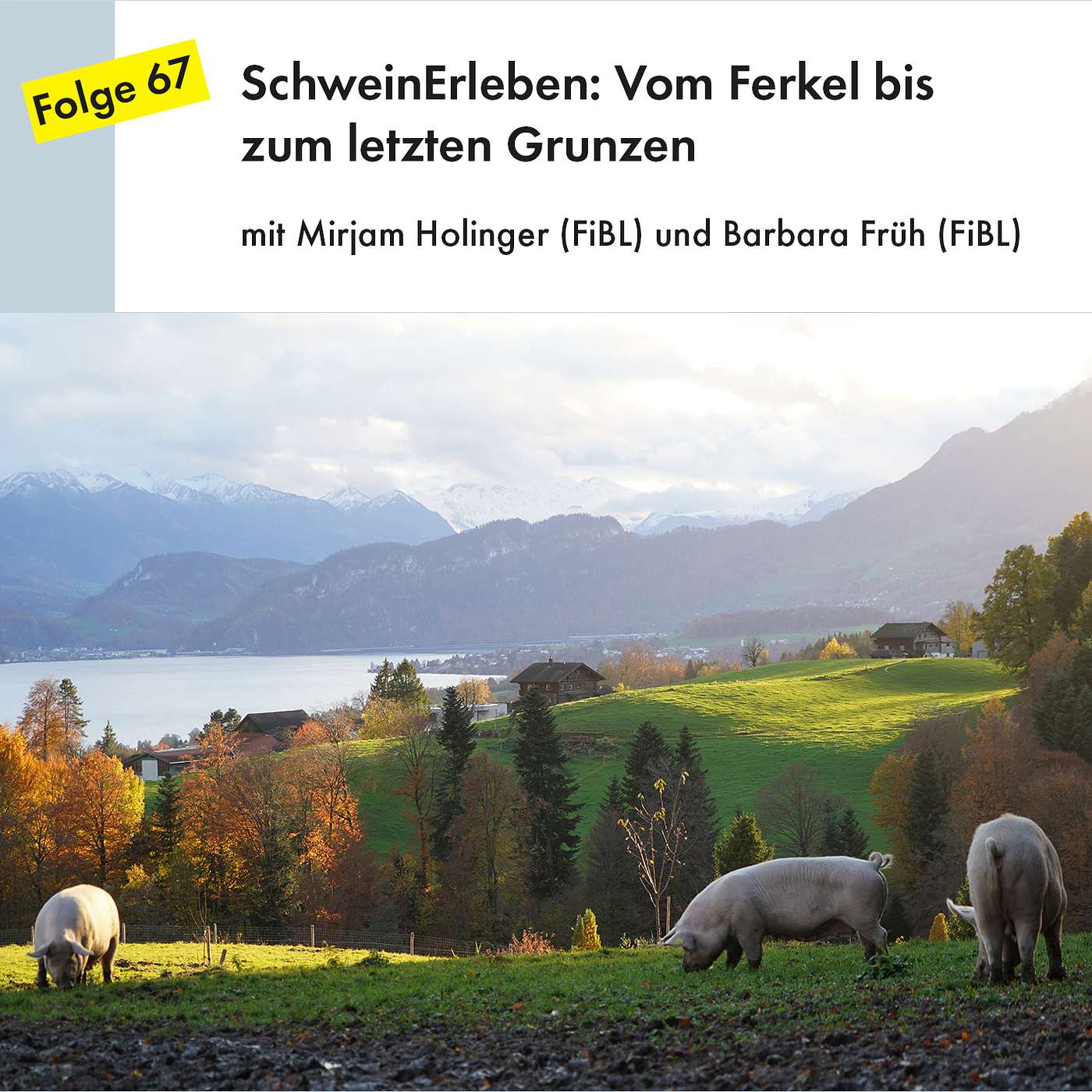 SchweinErleben: Vom Ferkel bis zum letzten Grunzen