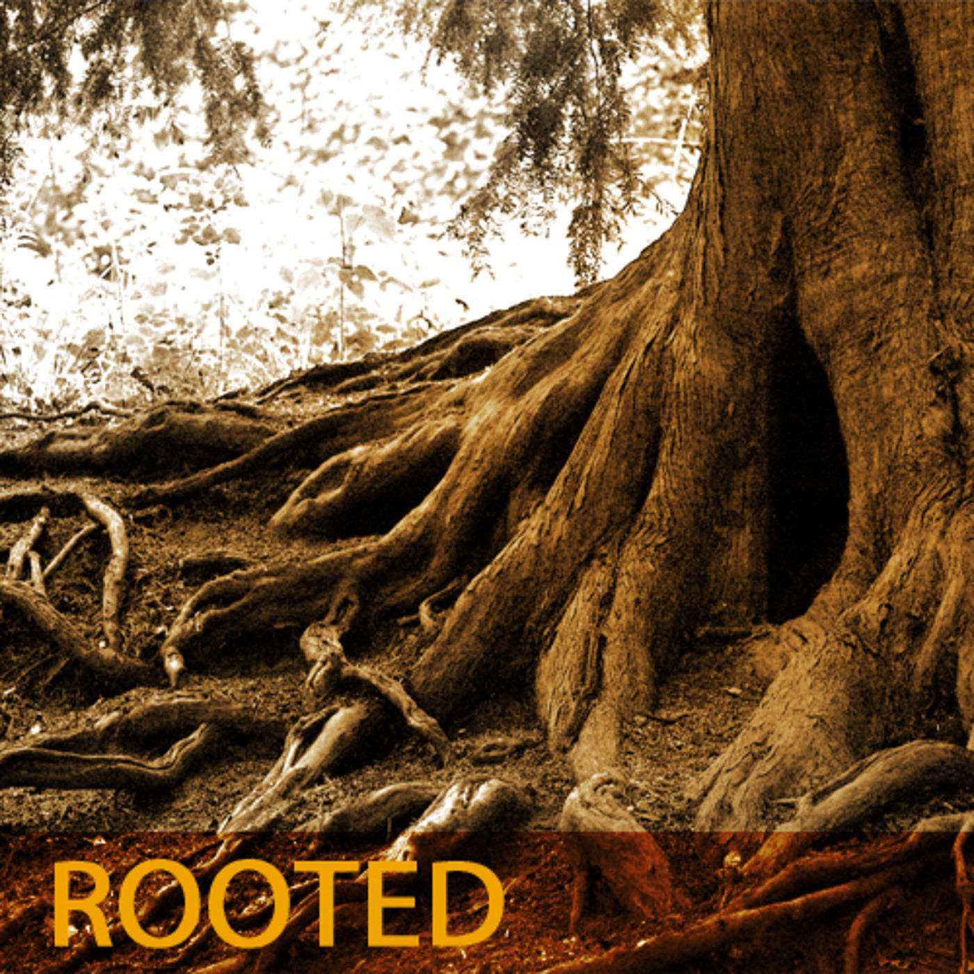 Rooted. Sinking our desires into the right things.