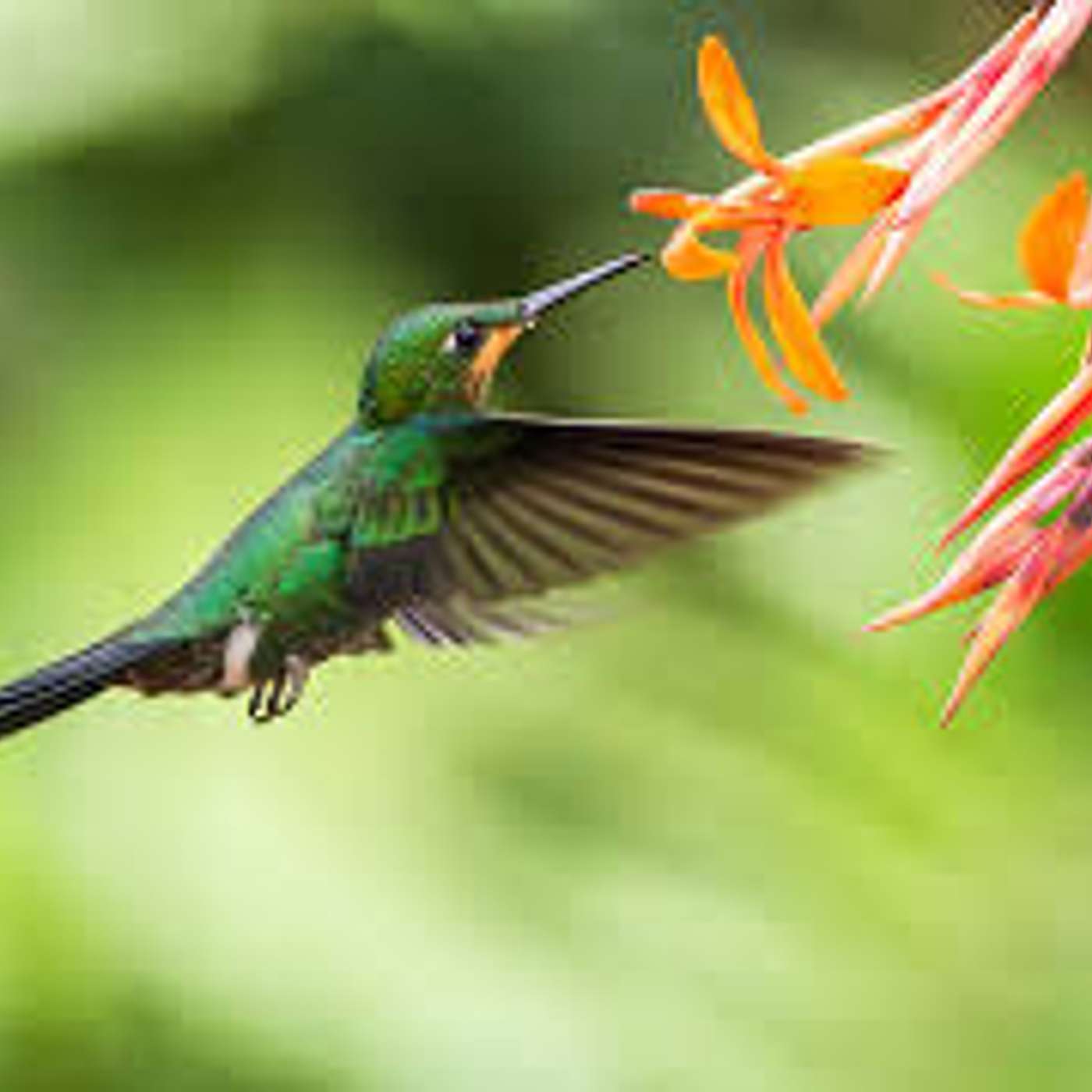 I colibrì: piccoli, velocissimi e molto cari ai nativi americani di Lucia Orlandi I colibrì: piccoli, velocissimi e molto cari ai nativi americani di Lucia Orlandi