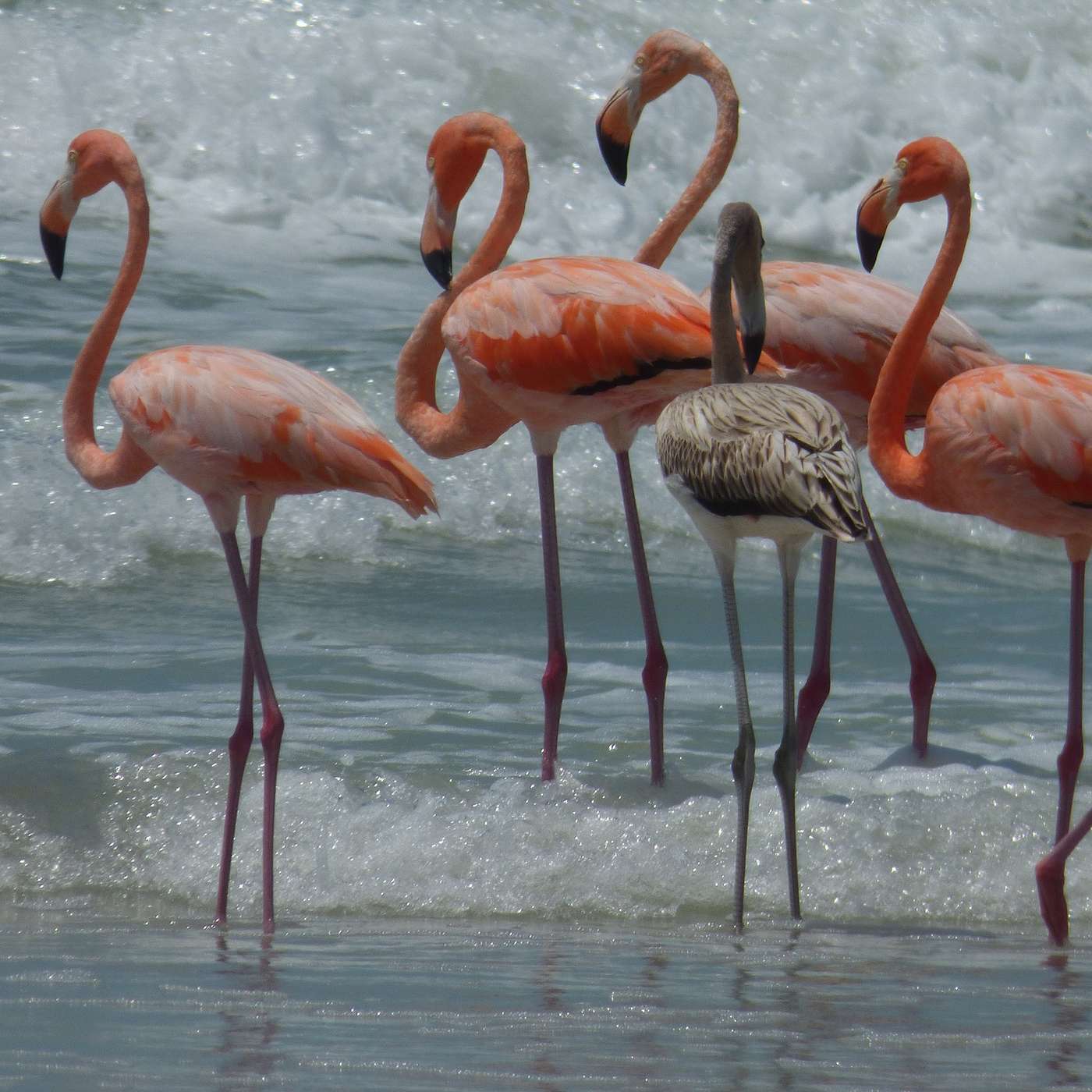 Florida Spectacular