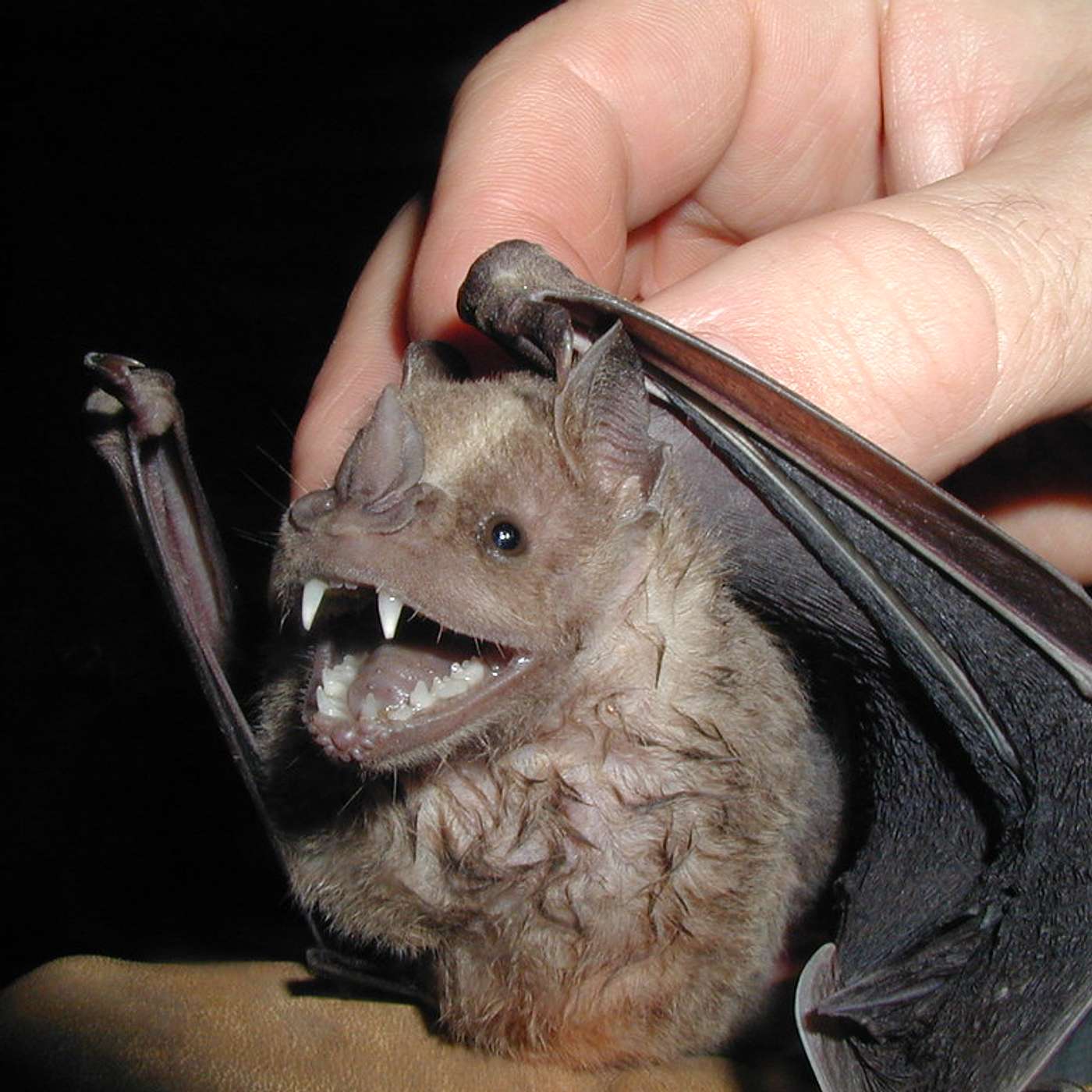 Santé, Science et Développement