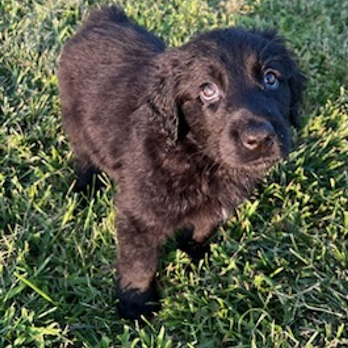 Welcome to the "I'm in puppy heaven" portion of the show!