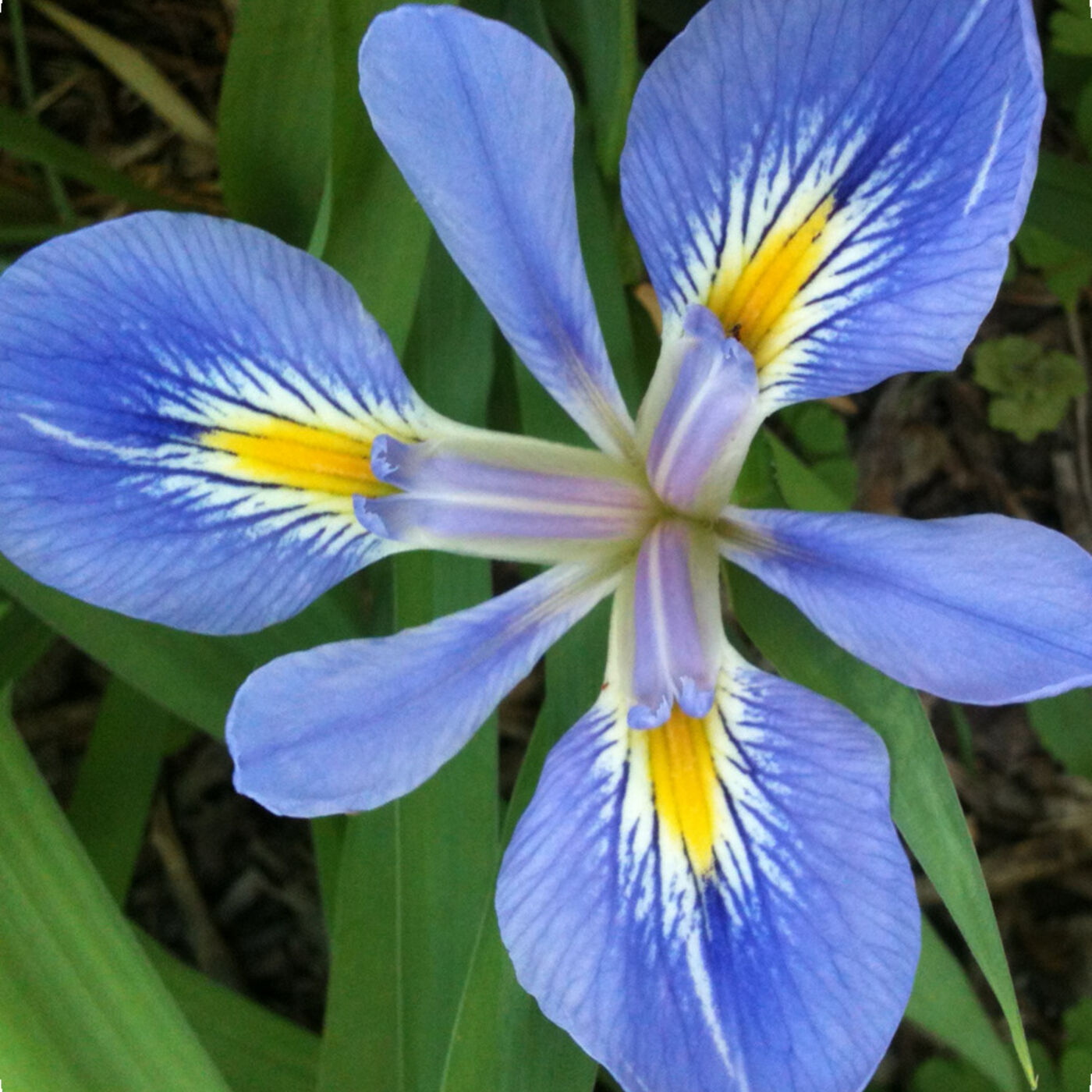 Shepherd\'s Cross Bible Garden Podcast